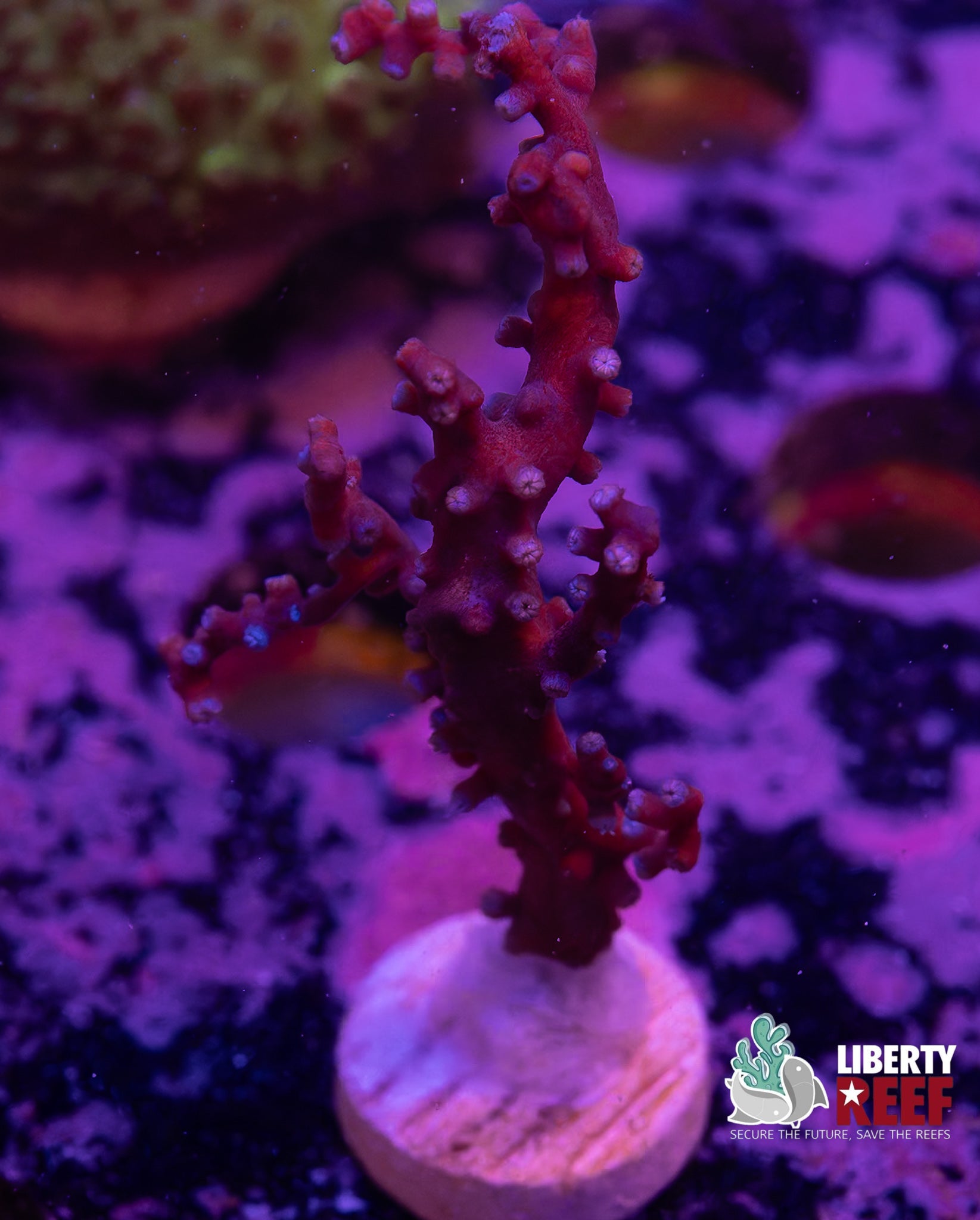 Blueberry Gorgonian