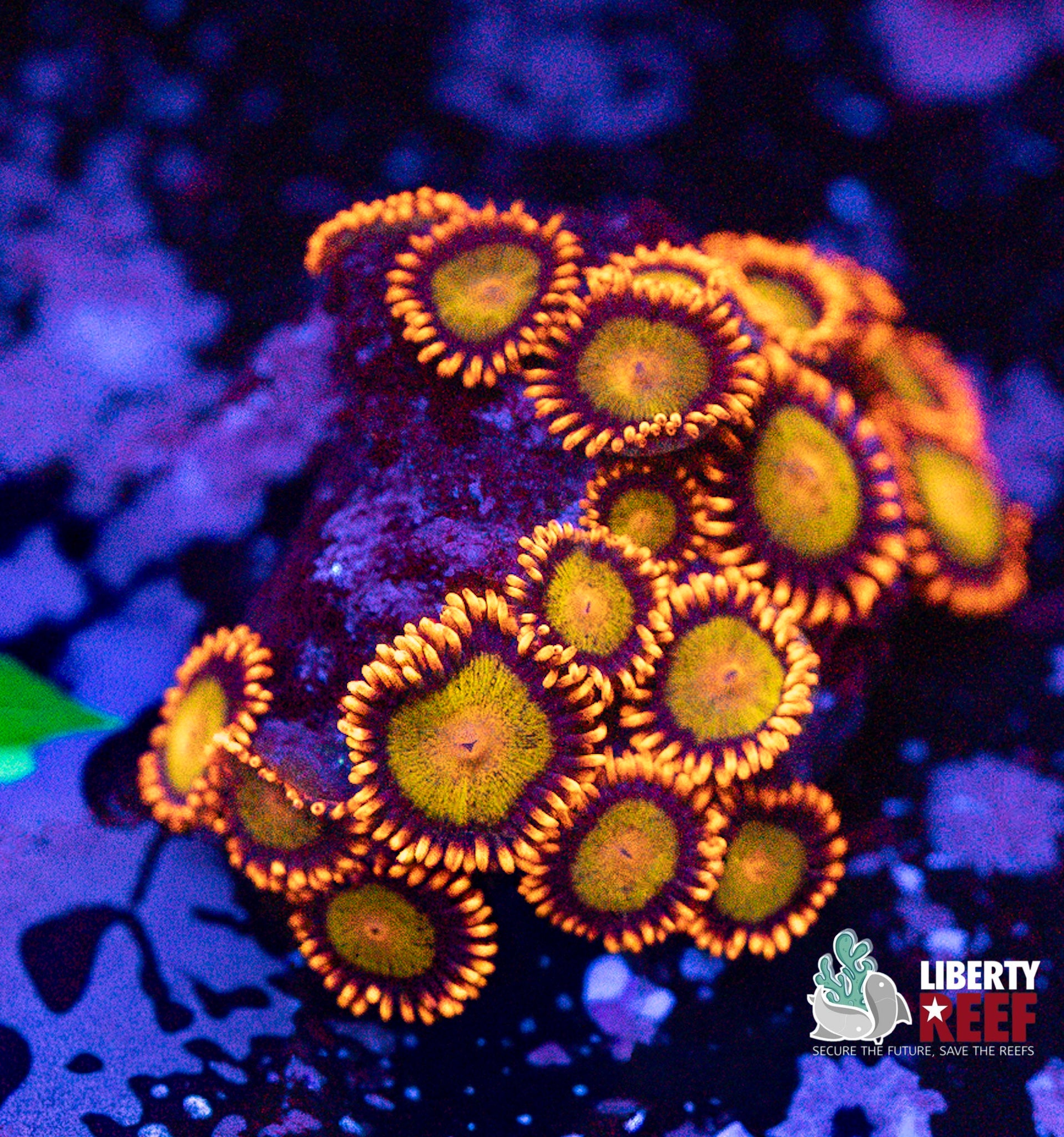 Mandarins Zoas