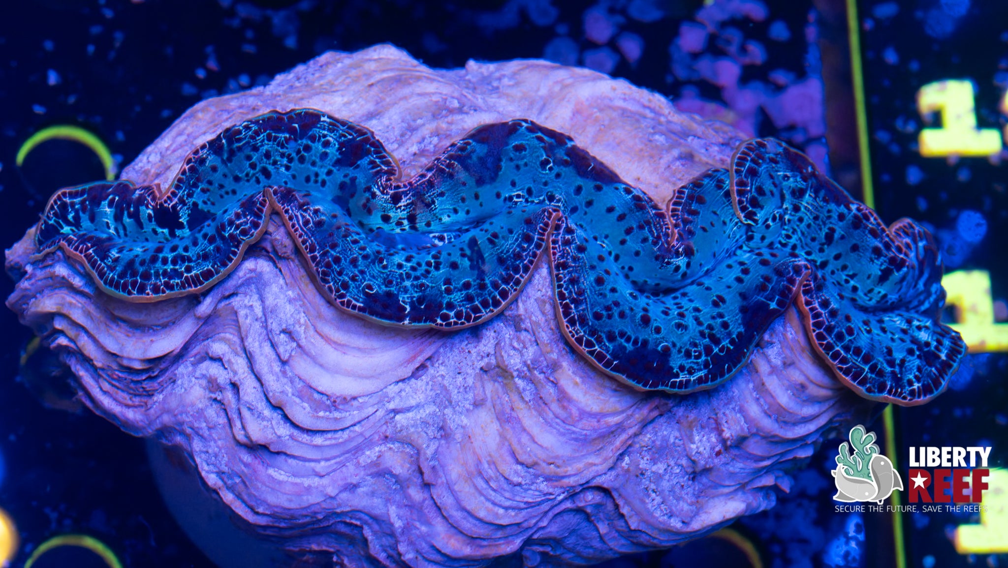 XL Maxima Clam (6in)