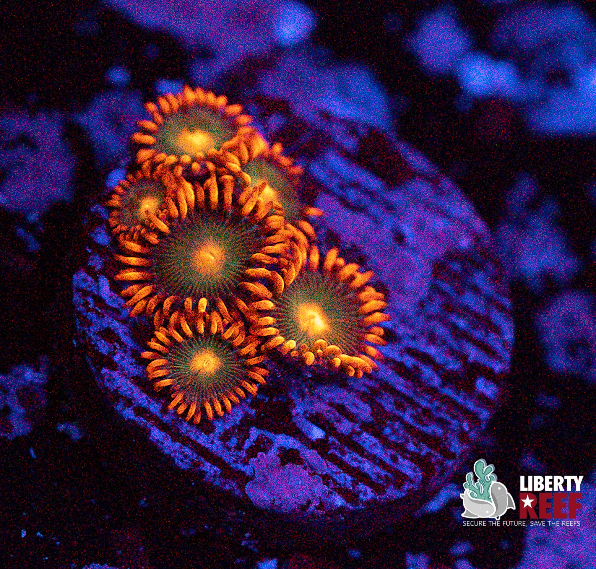 Gatorade Zoas