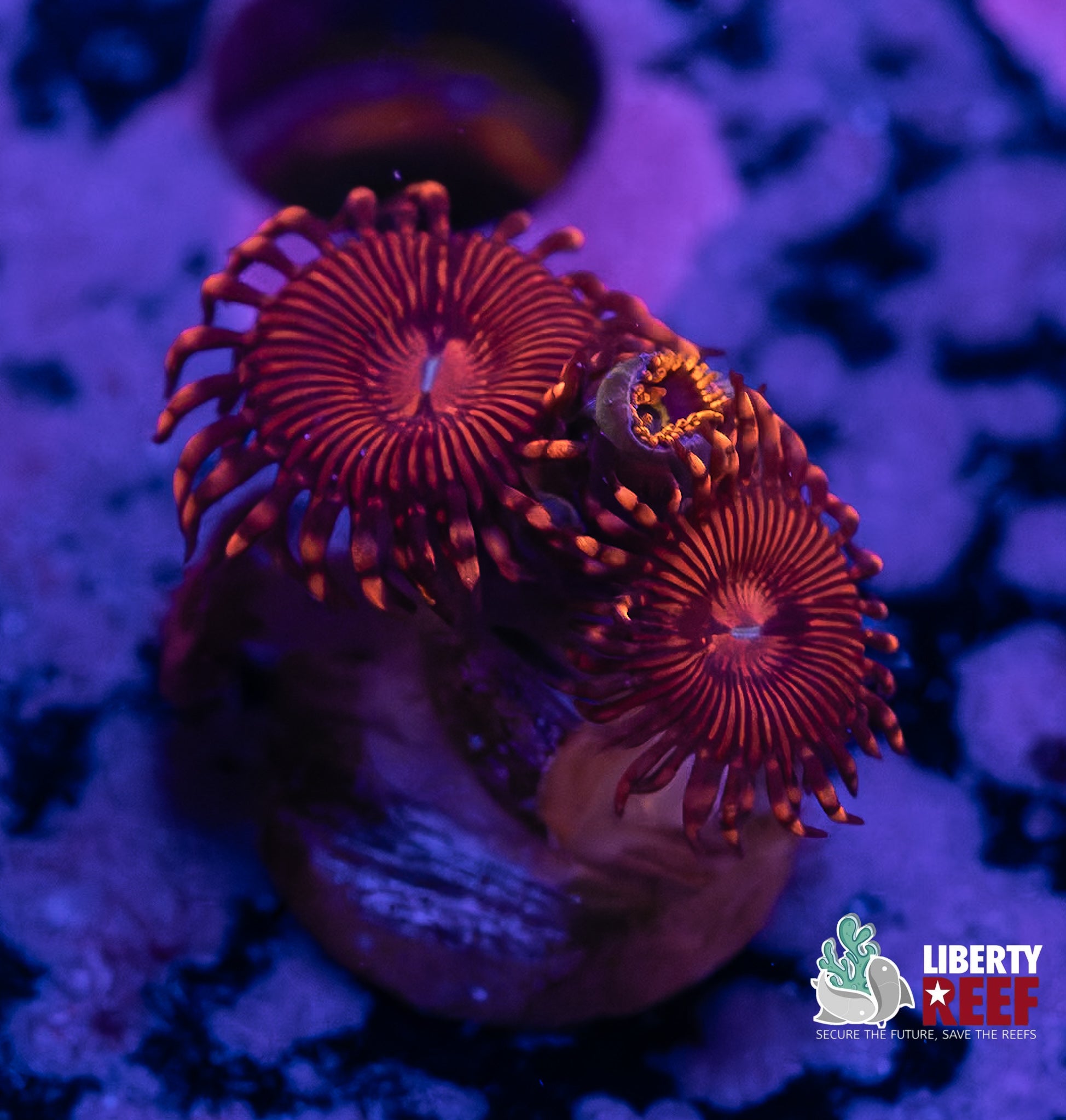 Nightcrawler/Yellow Hornet Combo Zoas