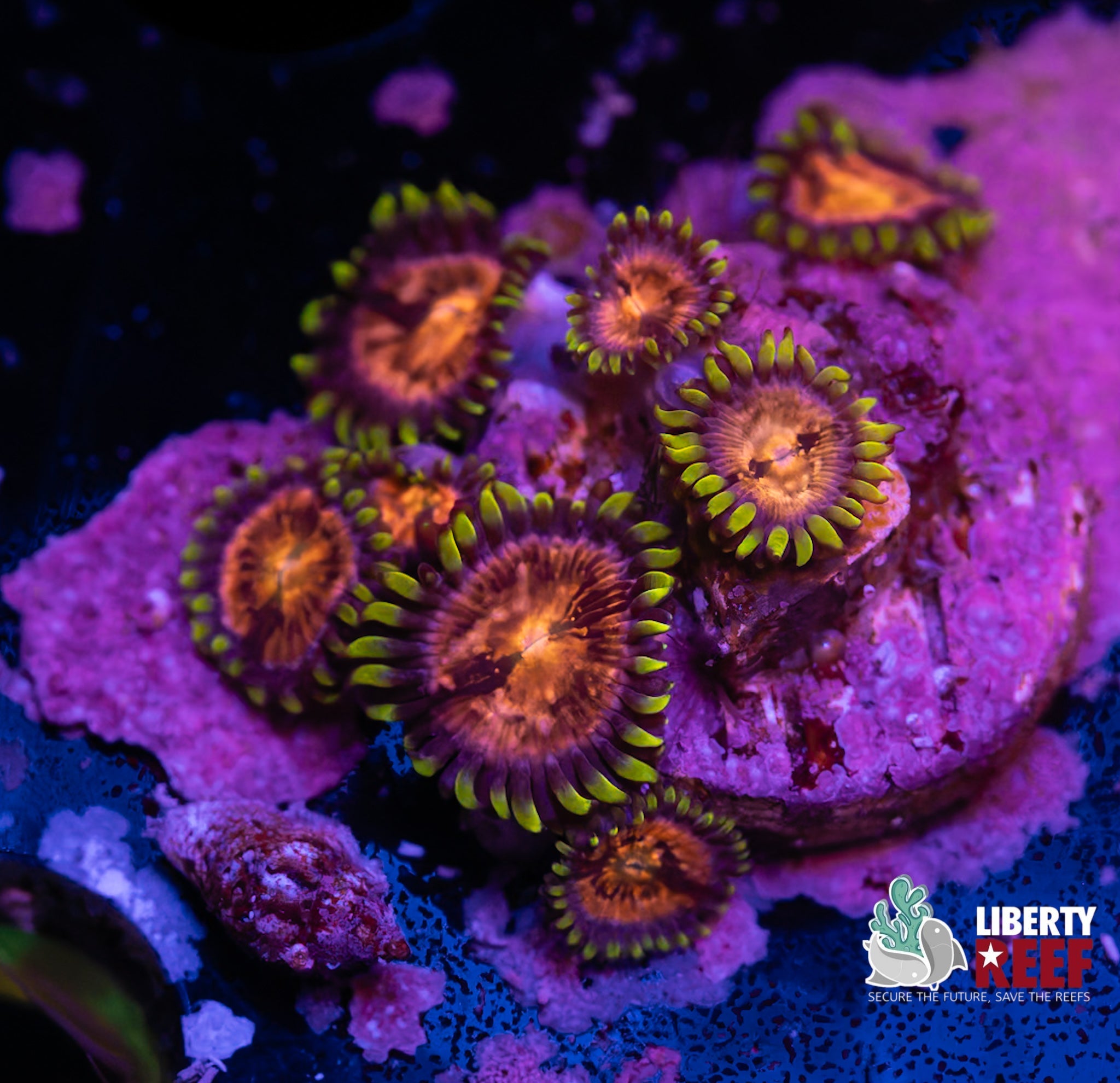 Liberty Reef Auction