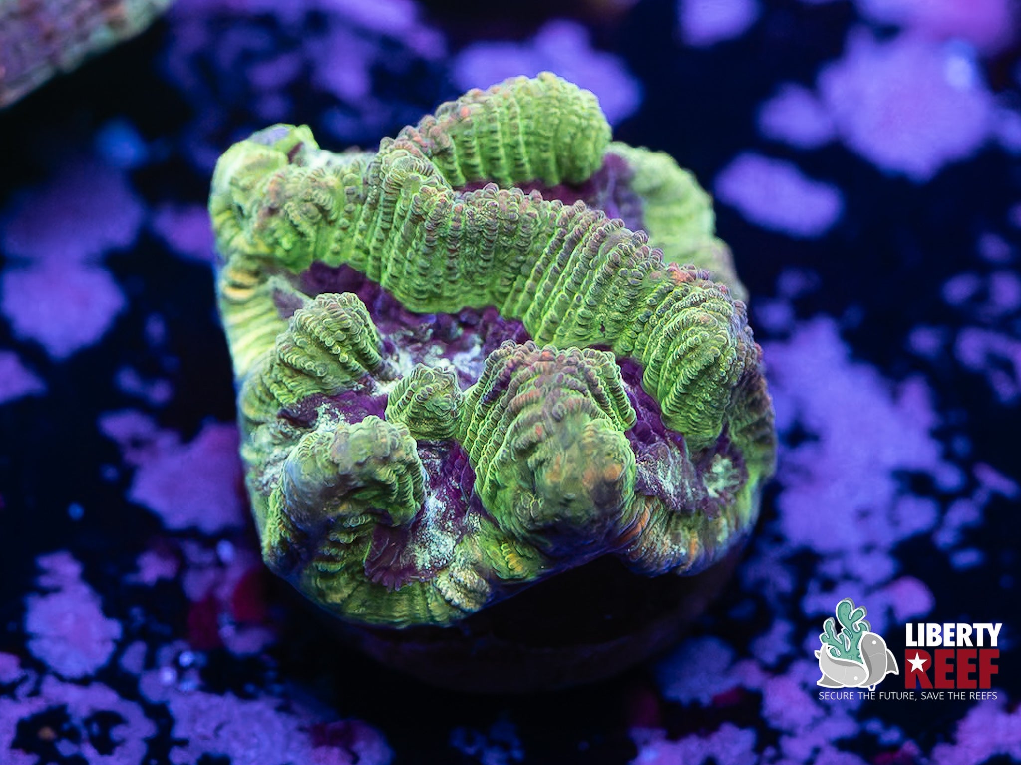 Joker Maze Coral