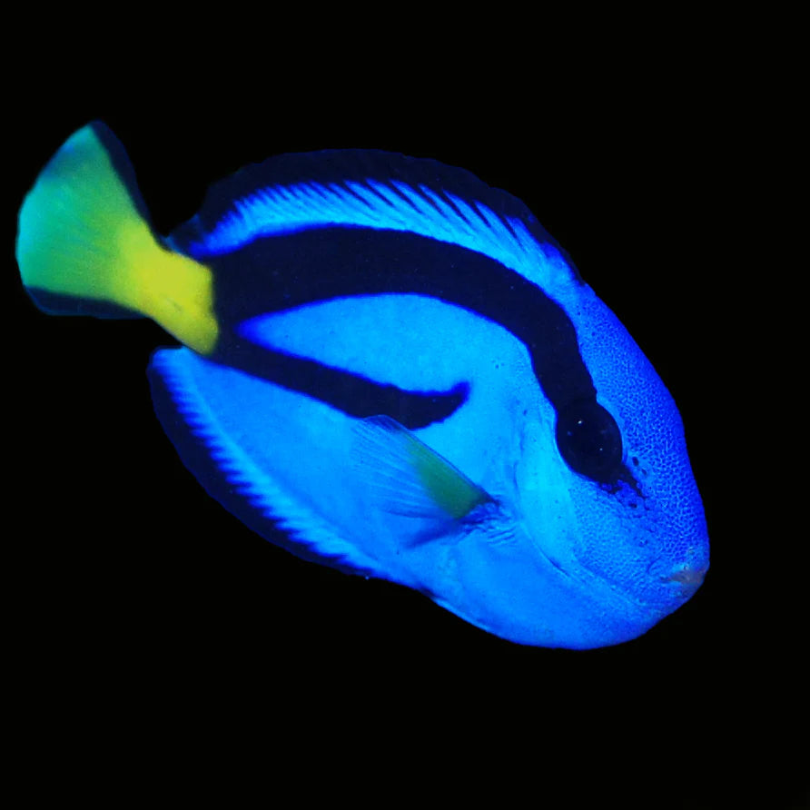 Biota Blue Hippo Tang (Select Shipping @ Checkout)