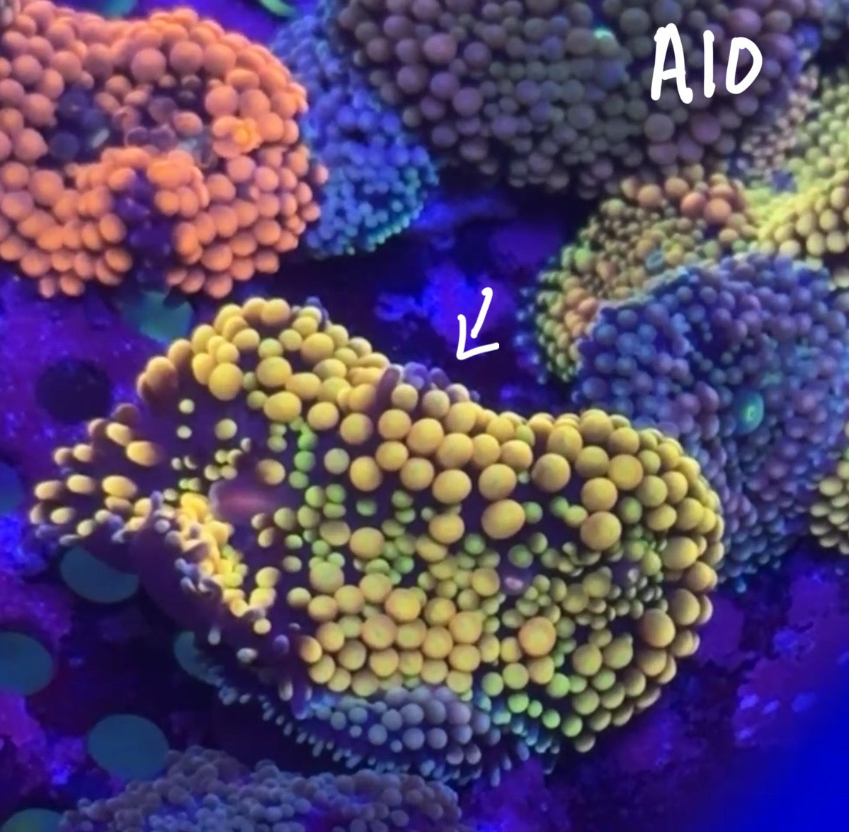 Alex Skaggs 10/18 Facebook Live Auction