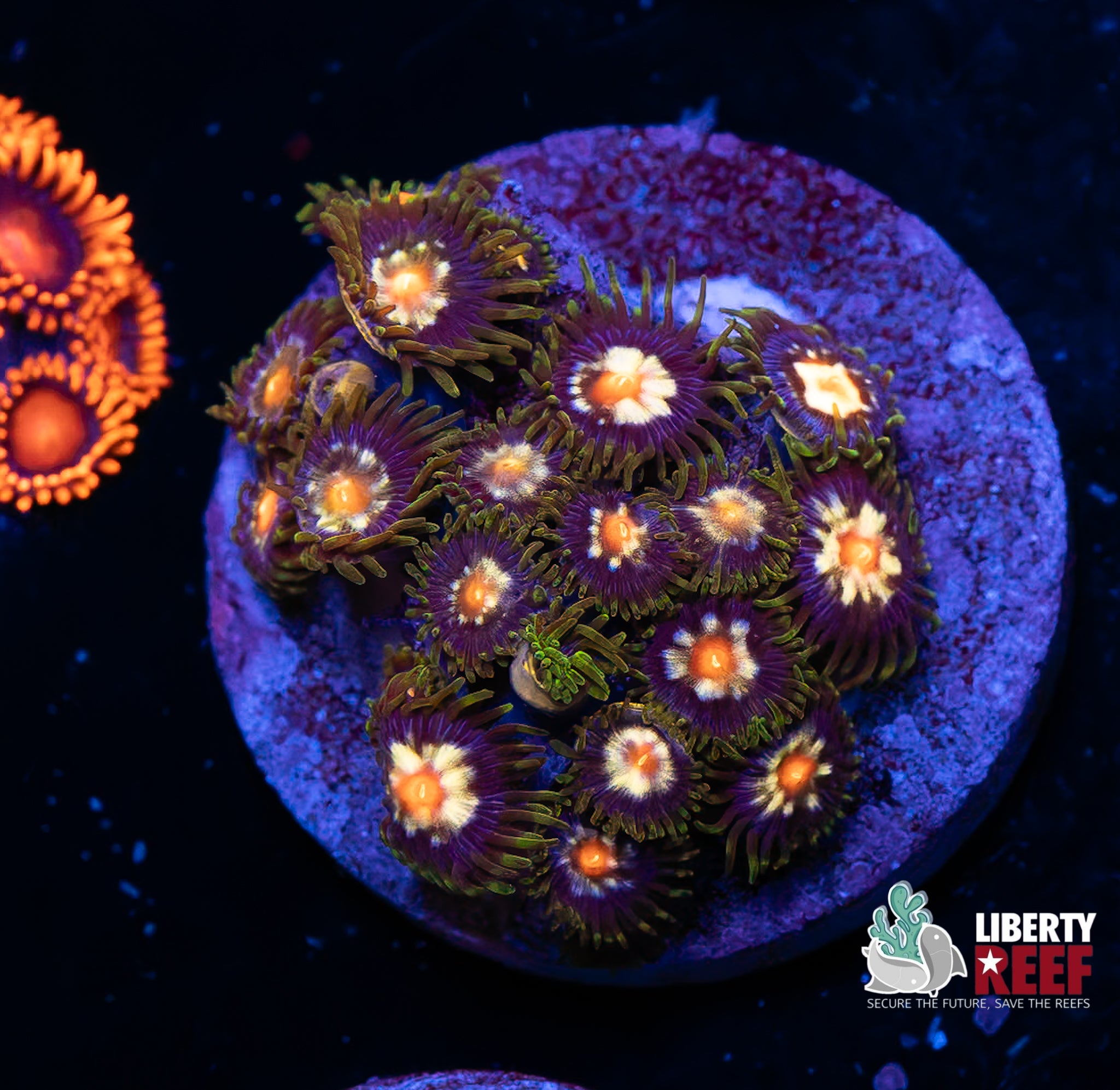 JF Stargazer Zoas
