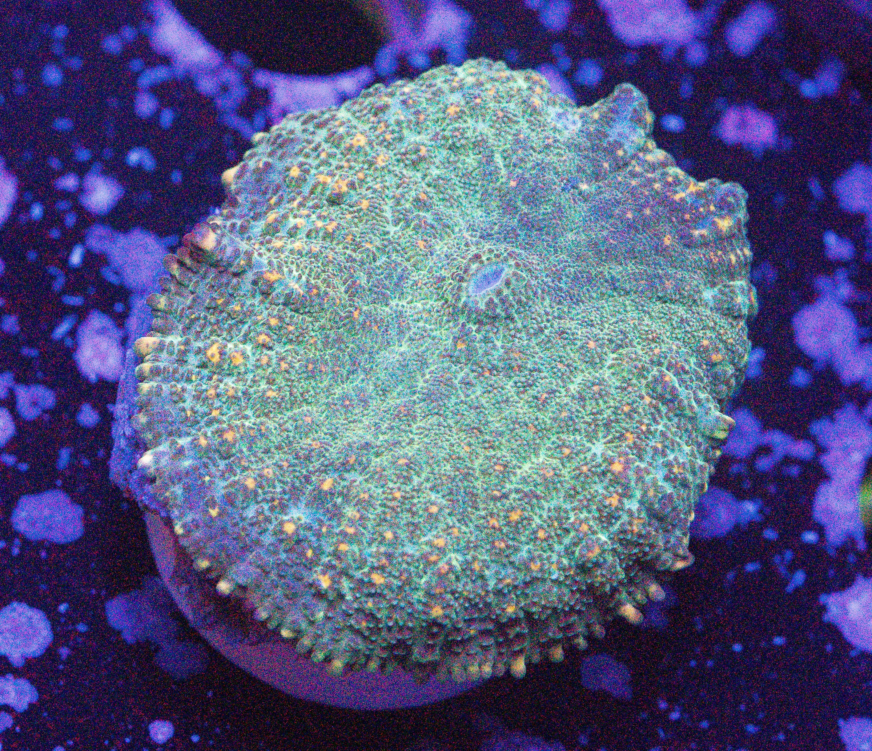 Speckled Frog Rhodactis Mushroom