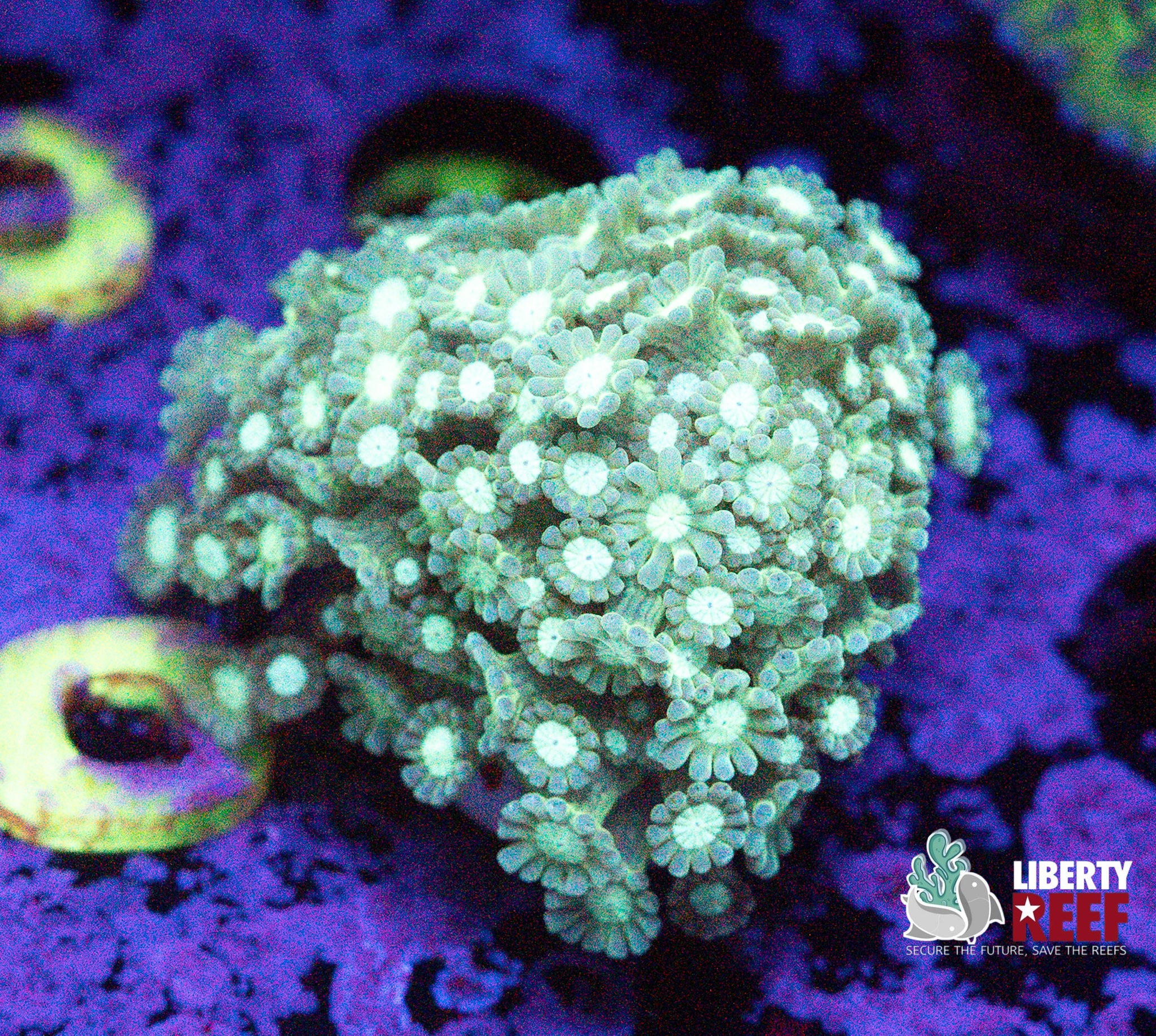 Sea Green Alveopora