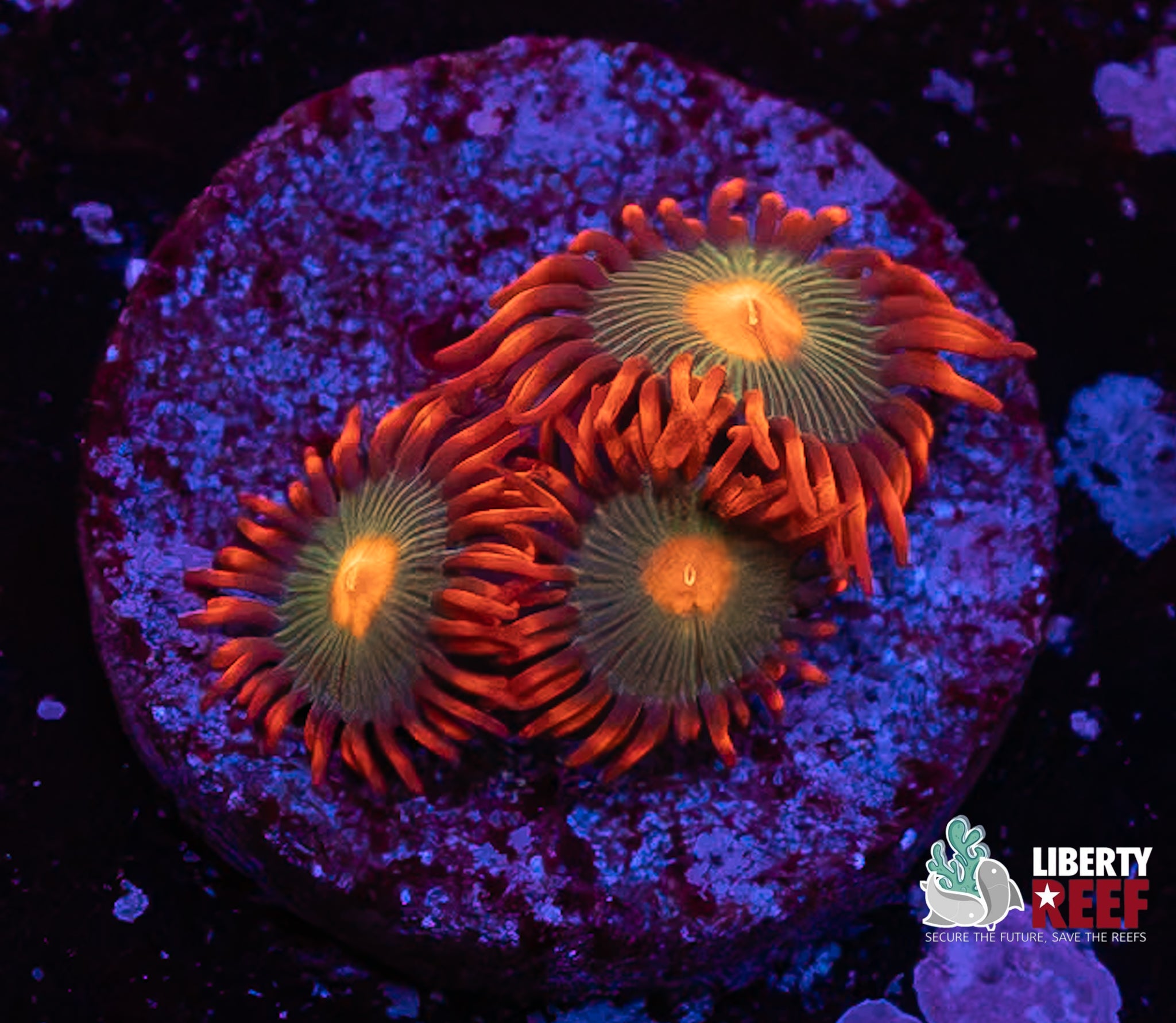 Gatorade Zoas