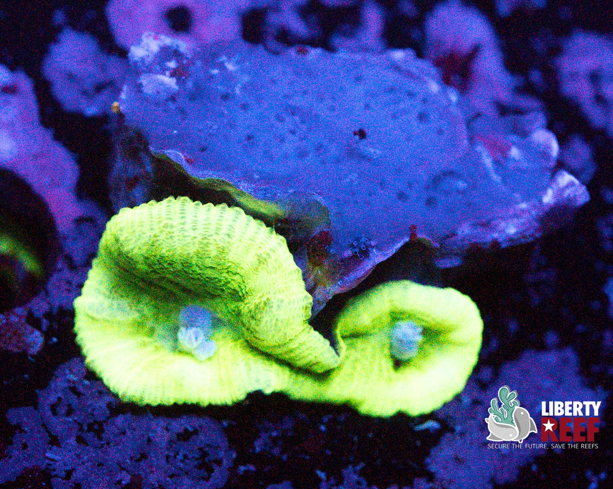 Electric Green Bullseye Mushroom
