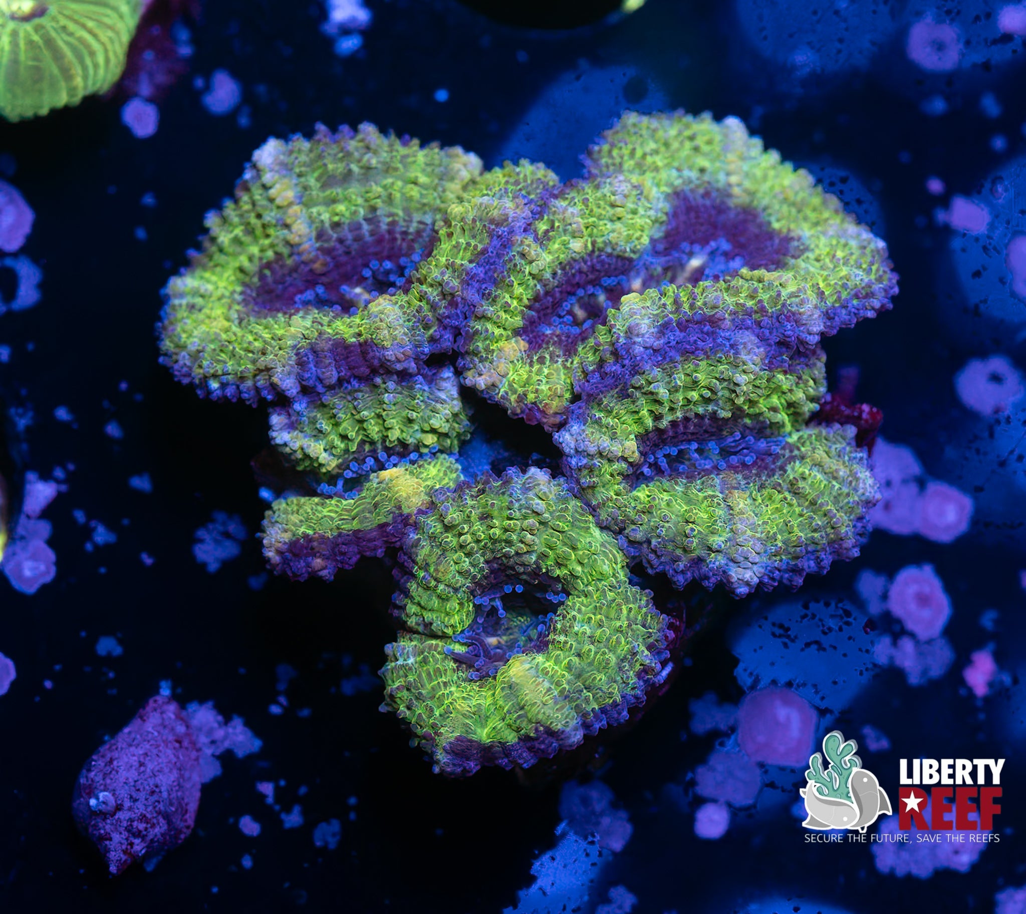 Alien Eye Acans