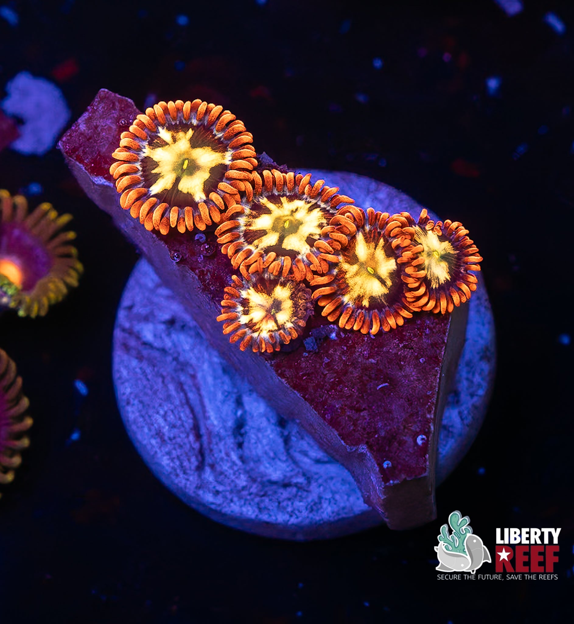 Alpha & Omega Zoas