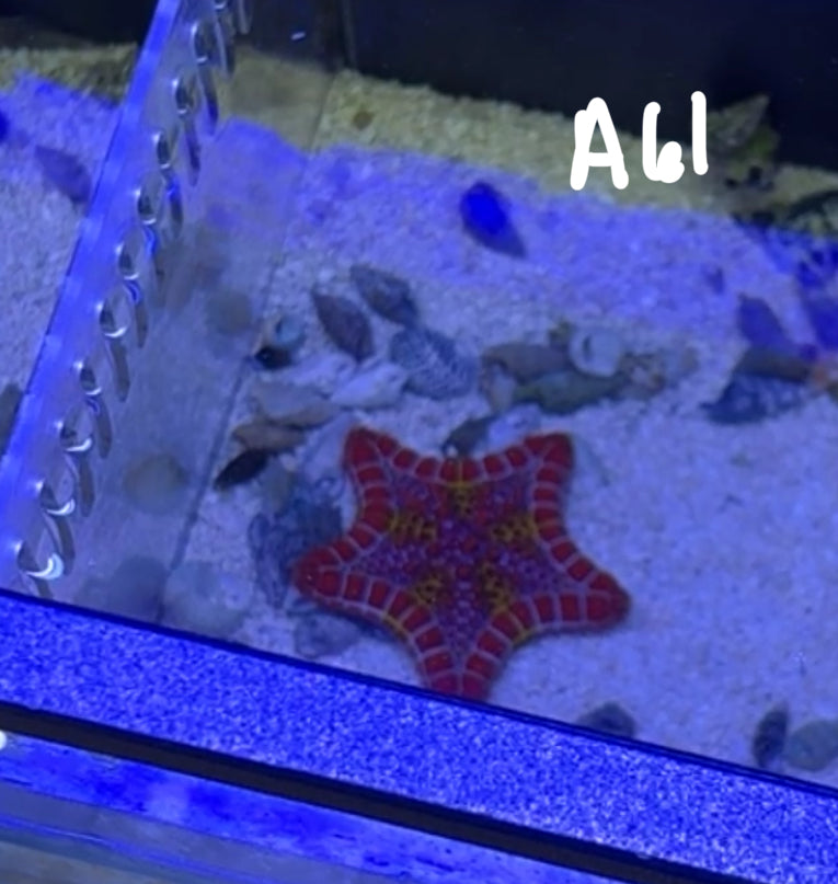 Rick Westby 10/25 Facebook Live Auction