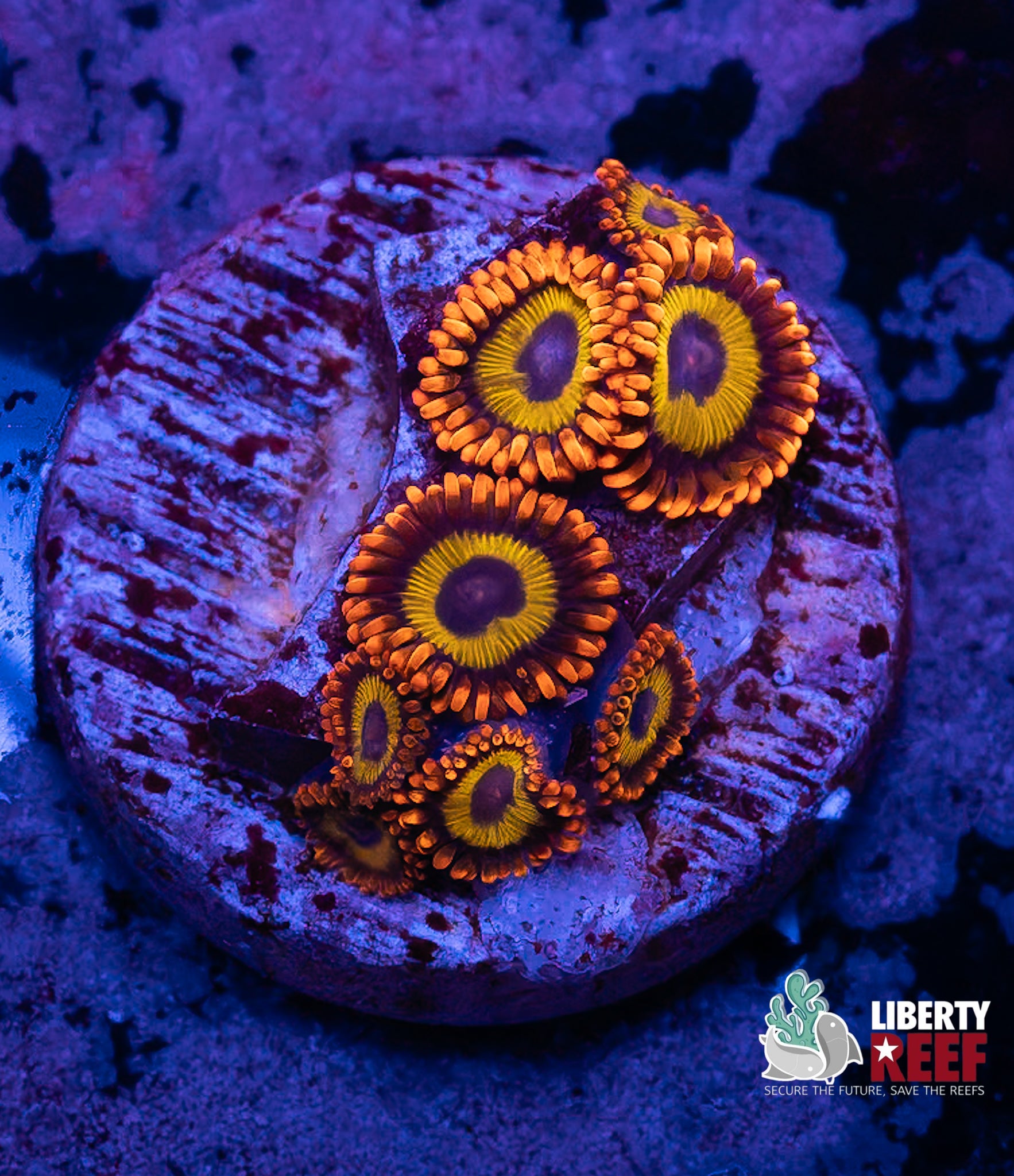 Juicy Fruit Zoas