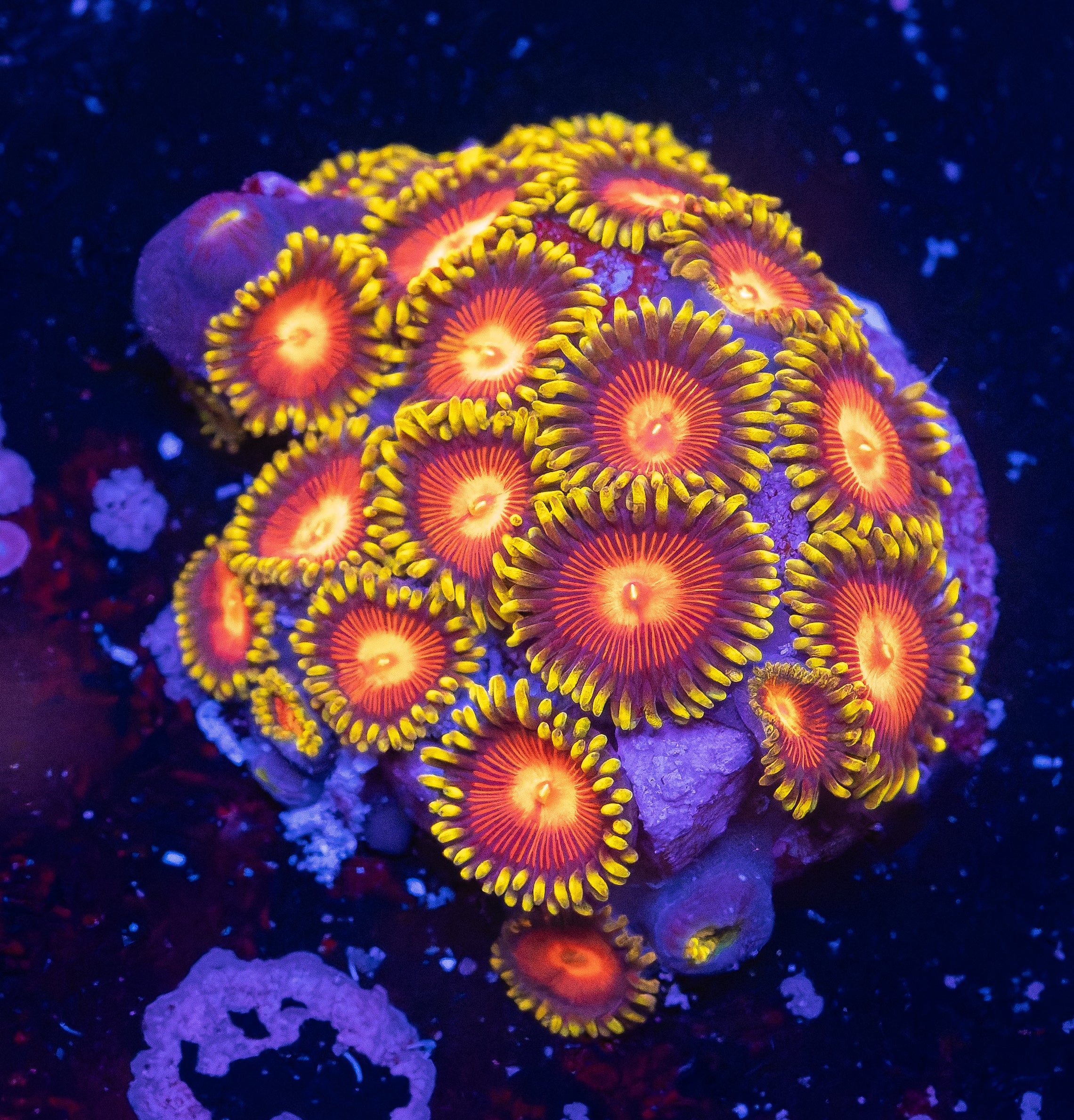Widowmaker Zoas