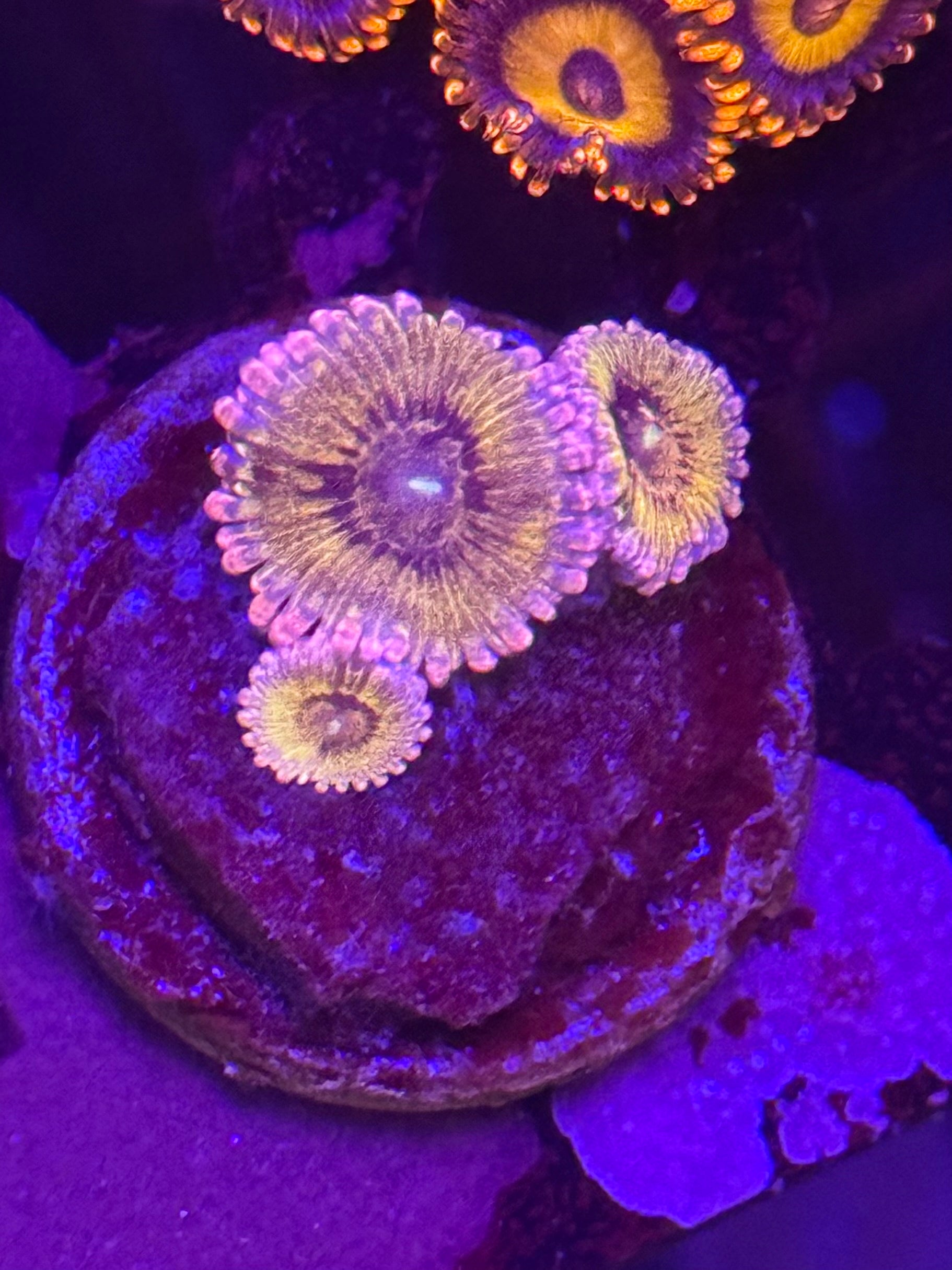 Chiquita Zoas