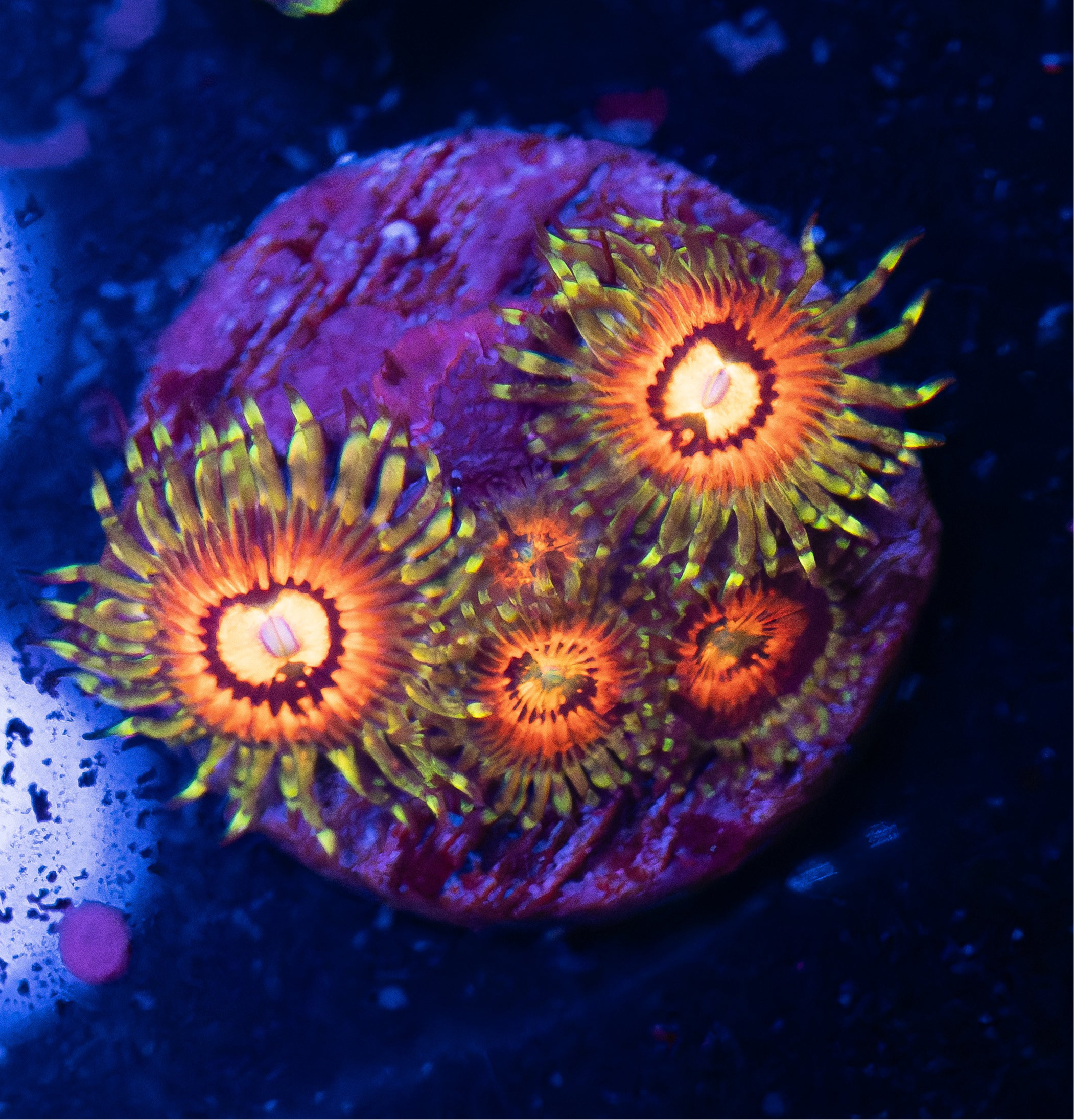 Rainbow Incinerator Zoas