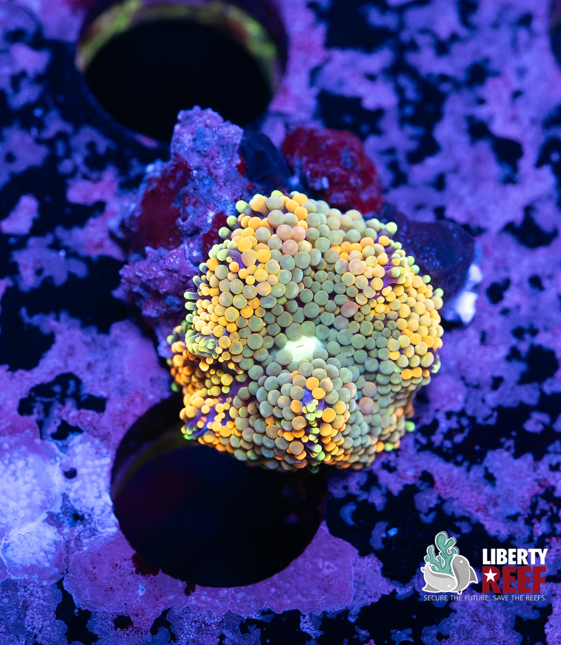 7/25