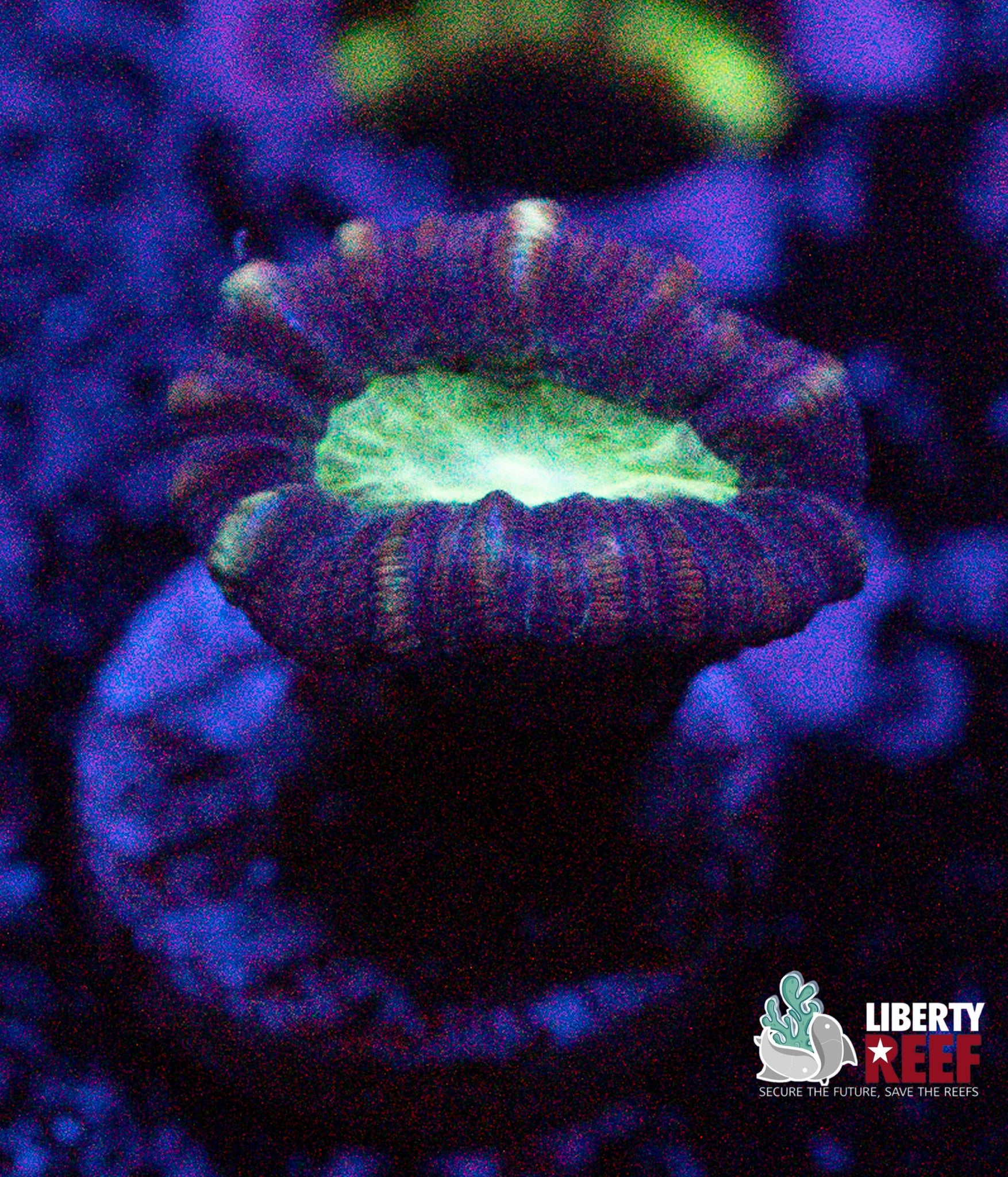 Alien Eye Candy Cane