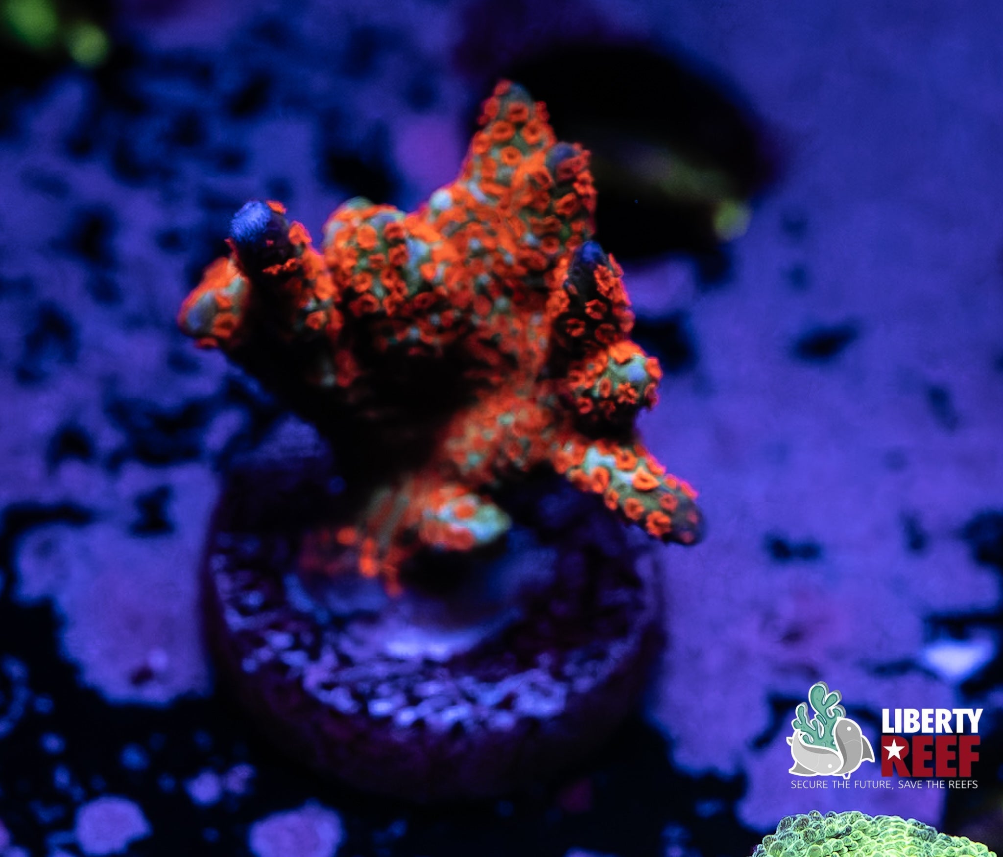 Liberty Reef Auction