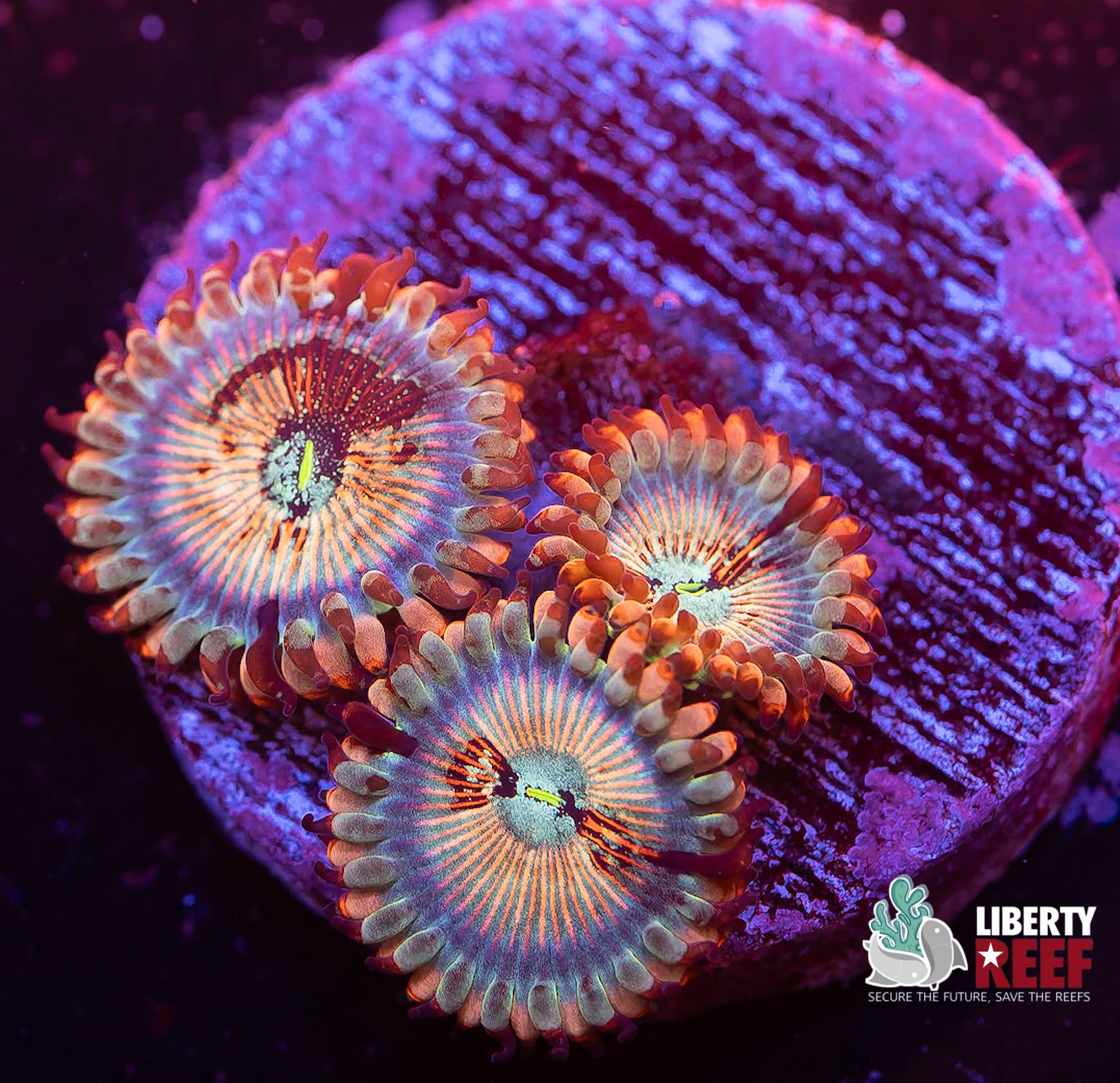 White Zombie Zoas