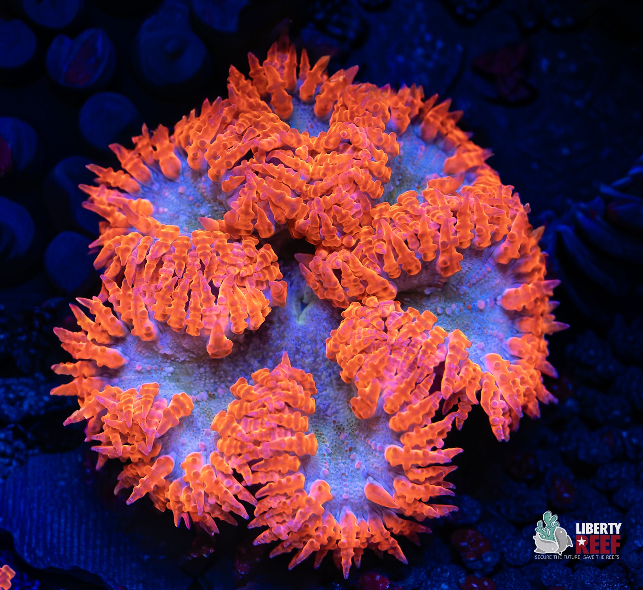 10/31 Online Auction