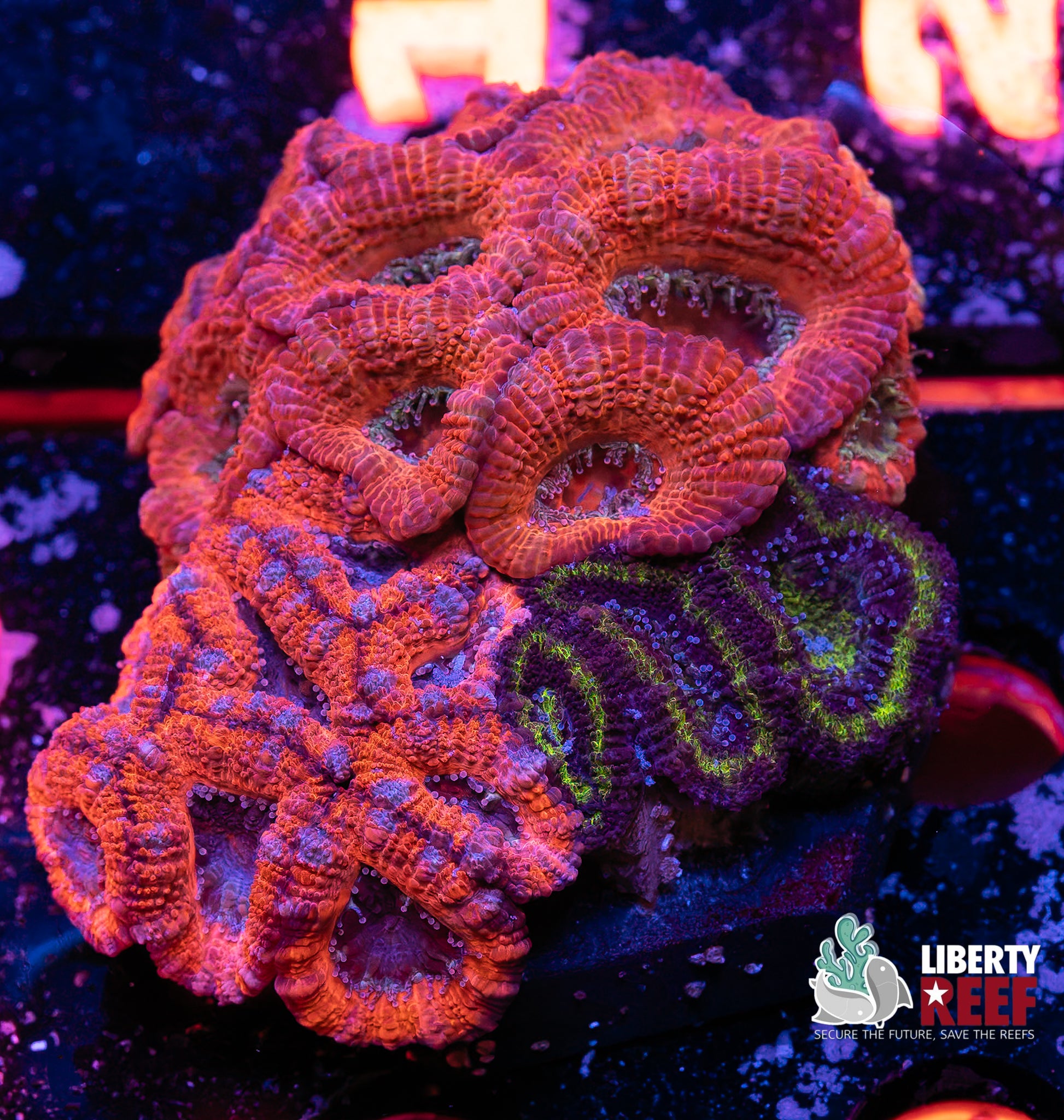 Ultra Acan Garden