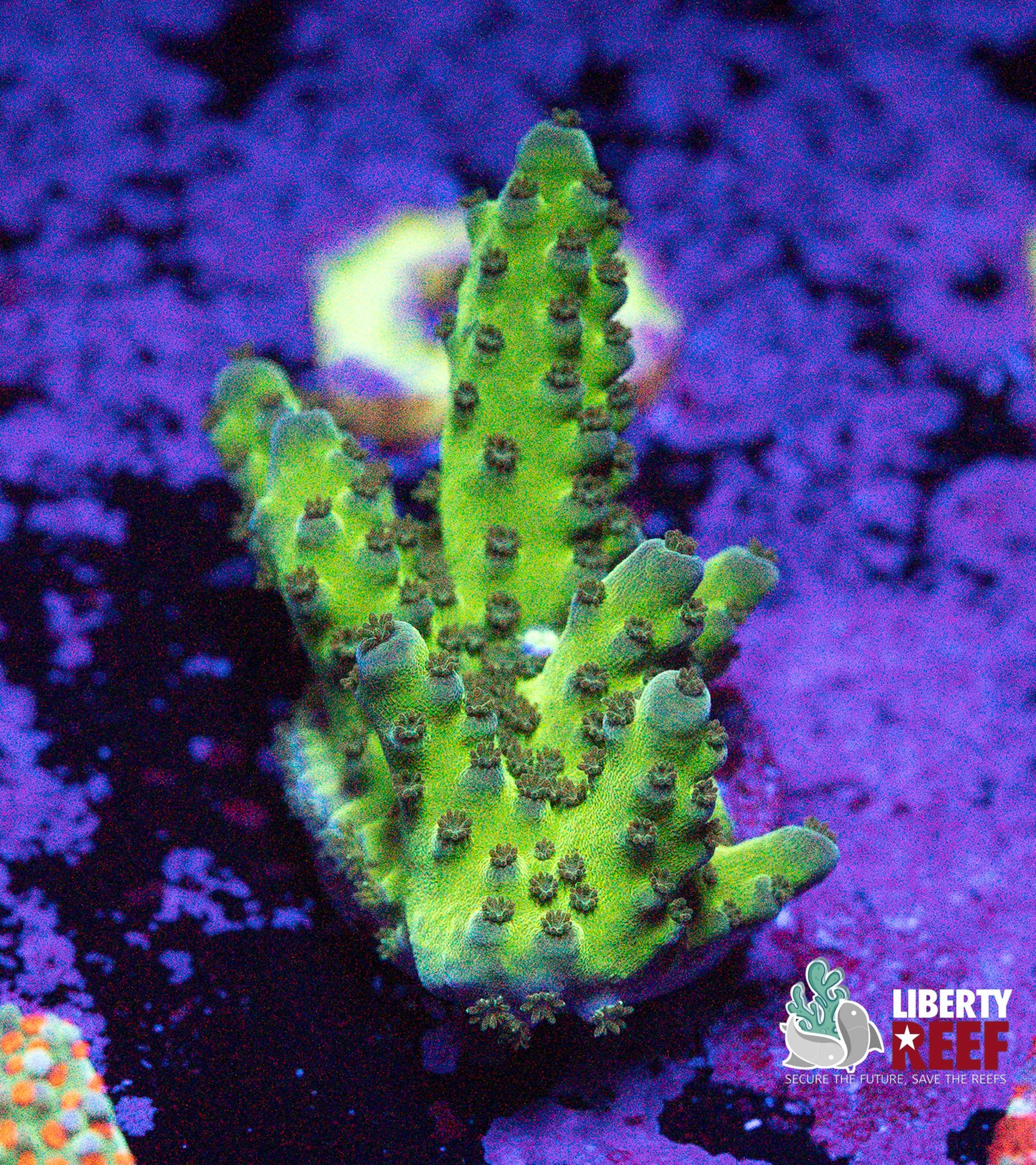 Cactus Green Slimmer Acro