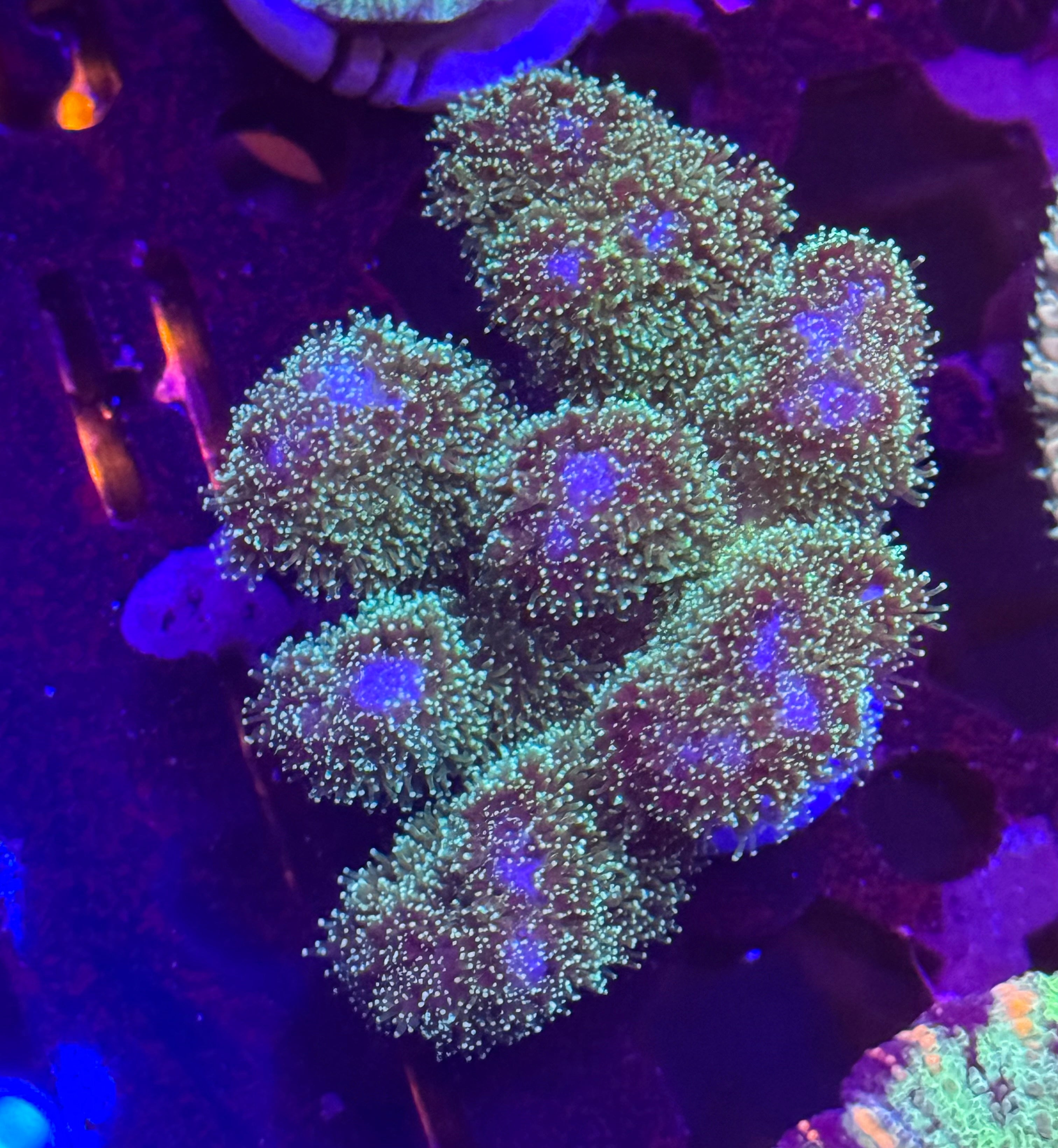 Neon Green Pocillopora