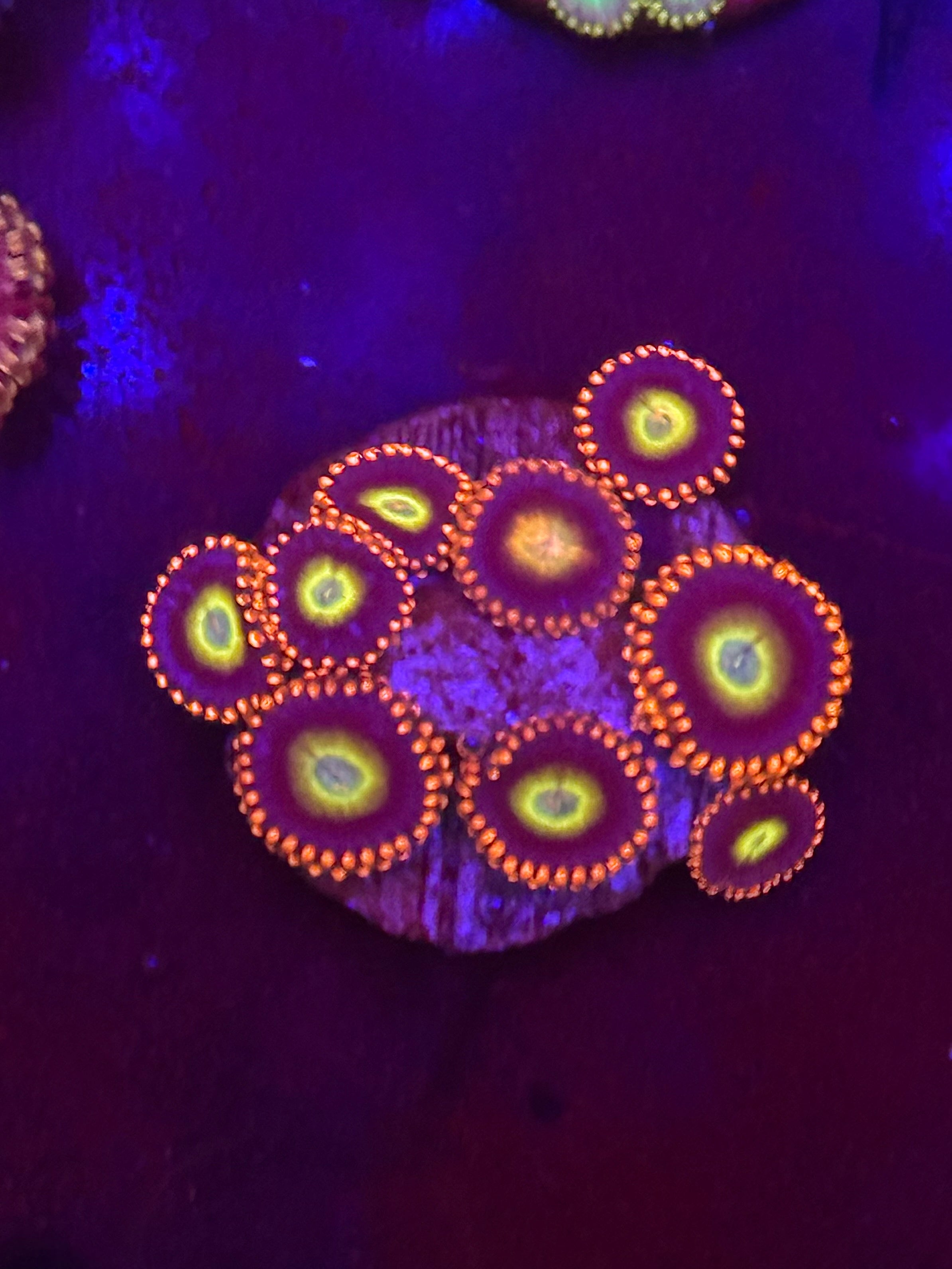 Mandarin Zoas