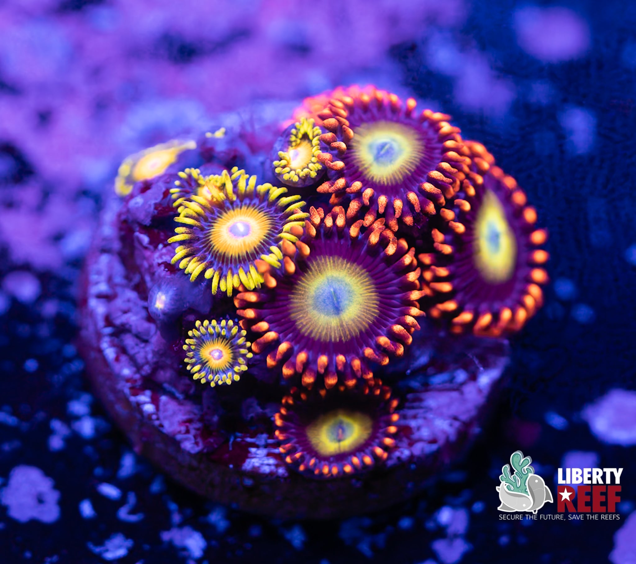 Combo Circus/Scrambled Eggs Zoas