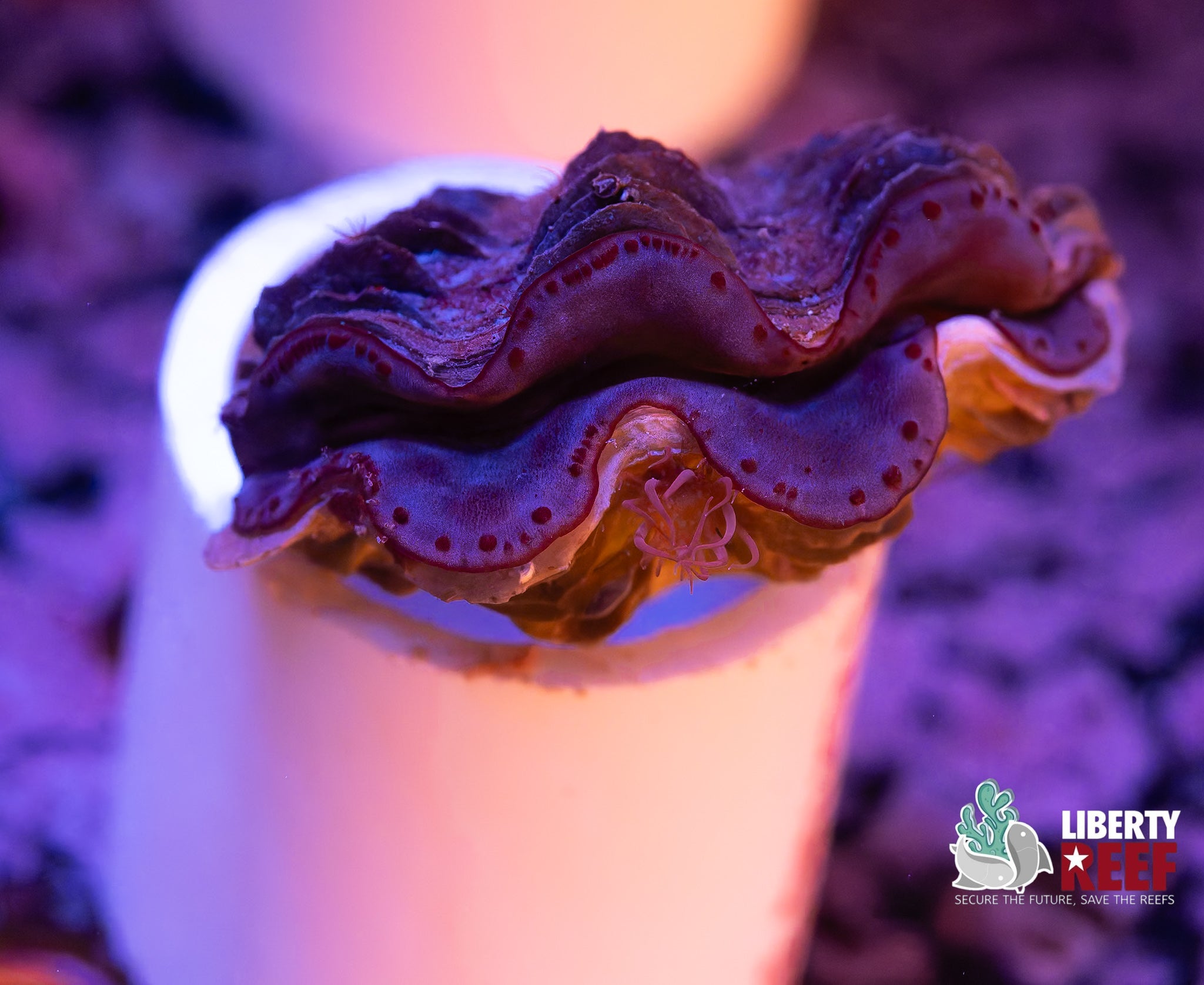 Biota Blue Maxima Clam