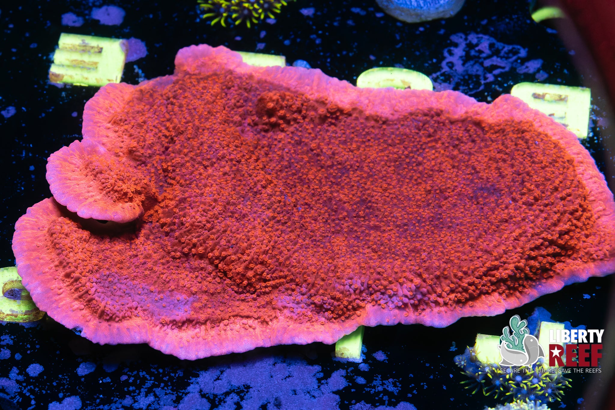 XL Red Plating Monti (4x3)