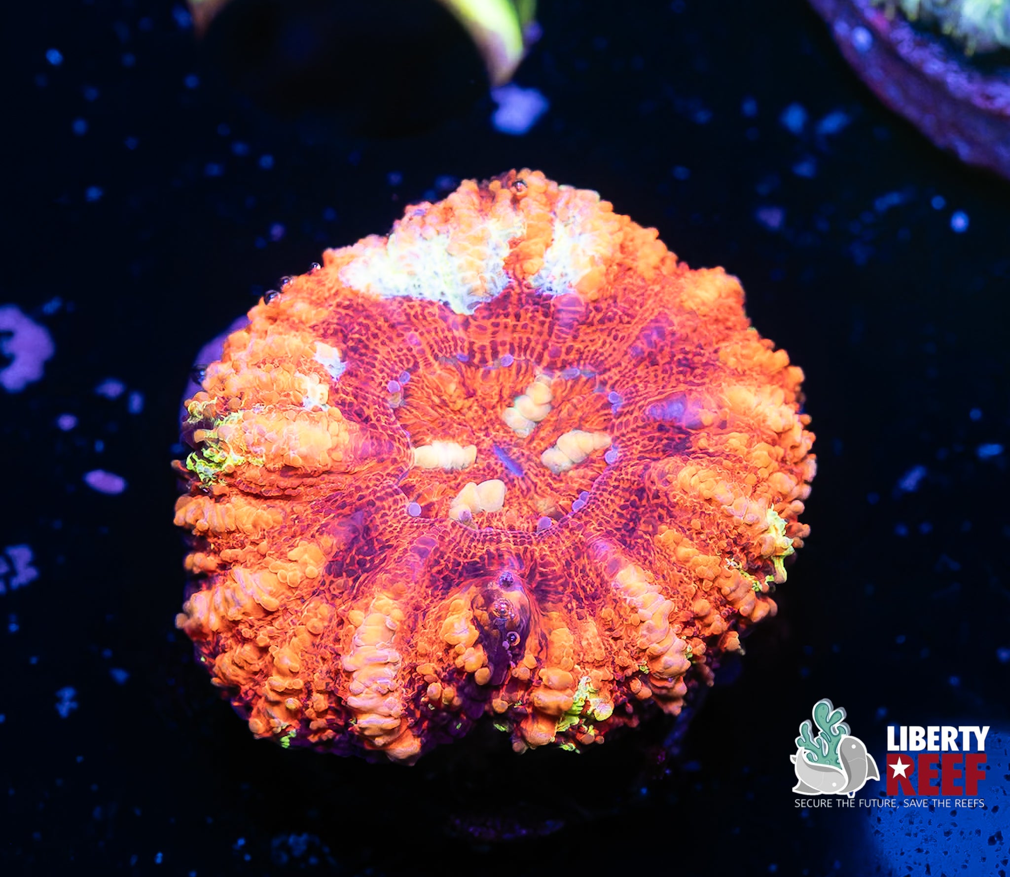 Ultra Ruby Red Button Scoly