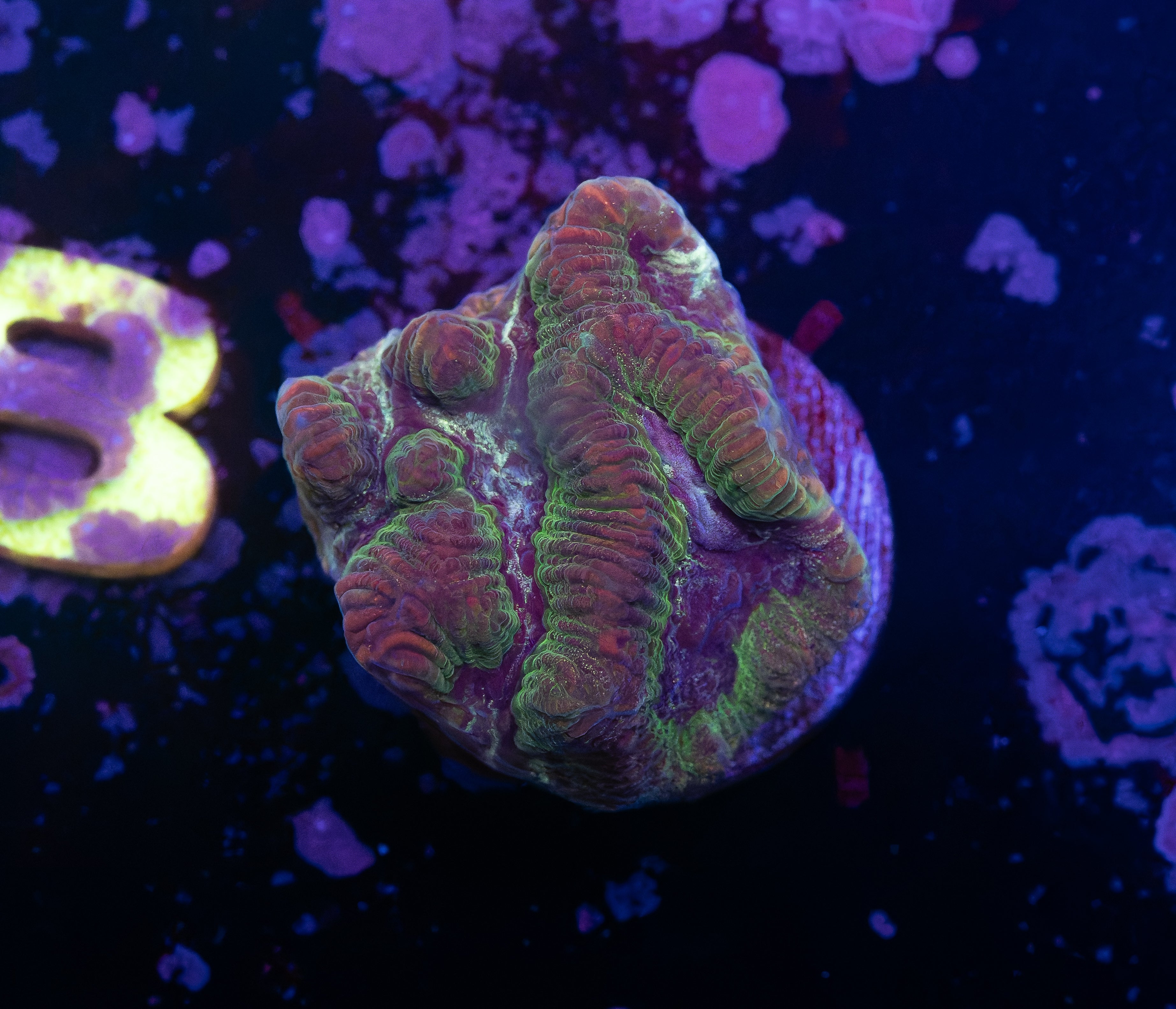 Maze Coral