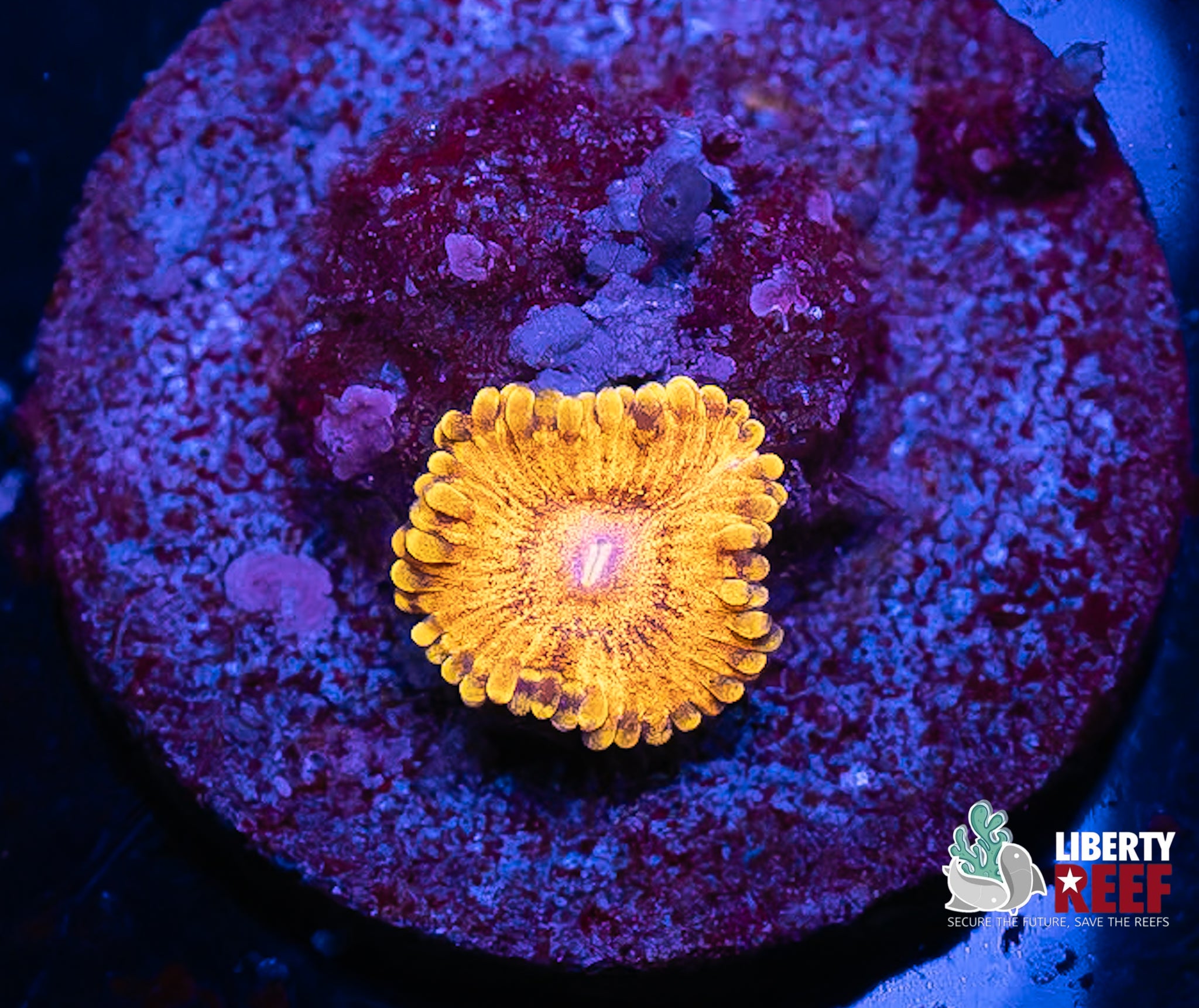 Soprano Zoa