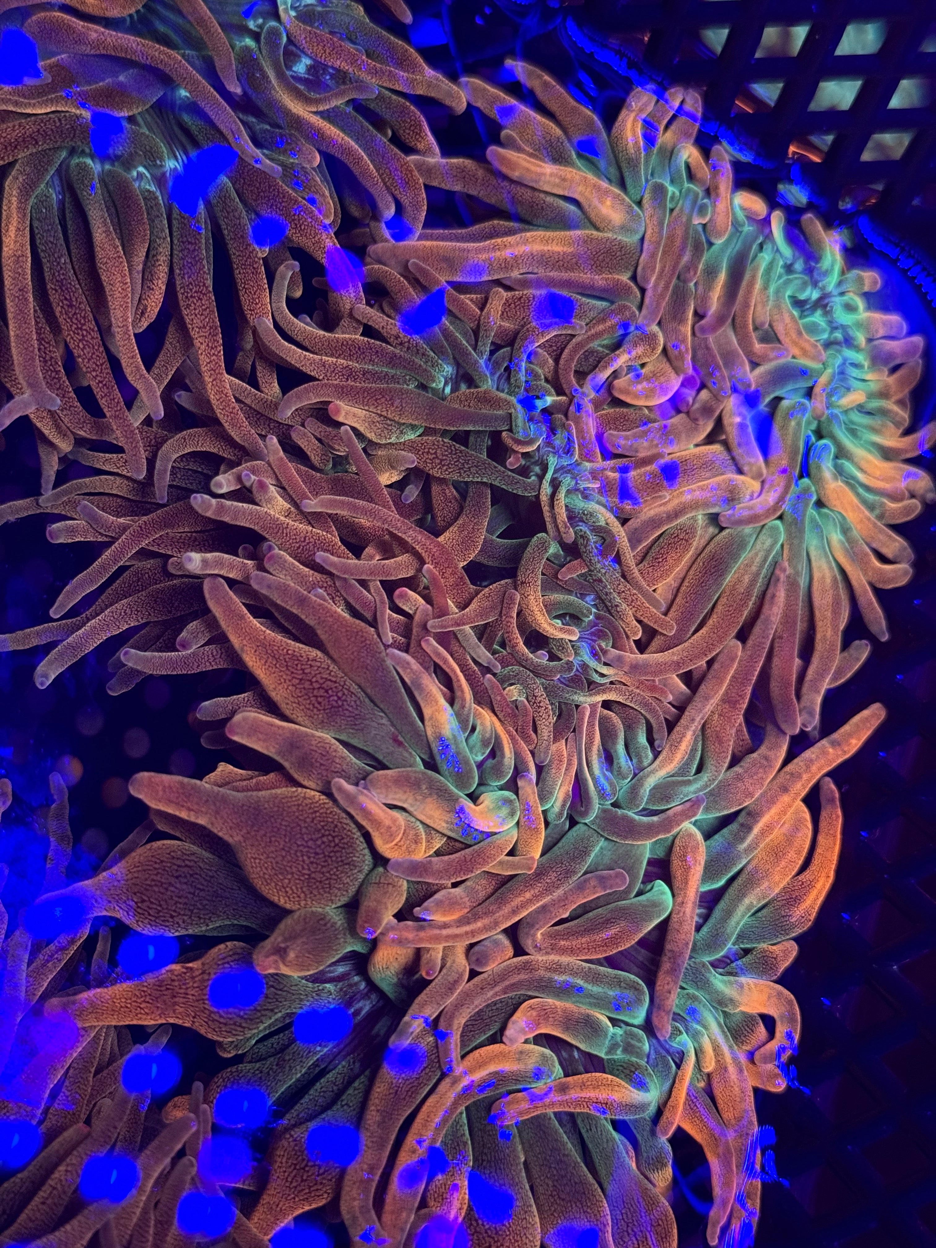 Rainbow Bubble Tip Anemone