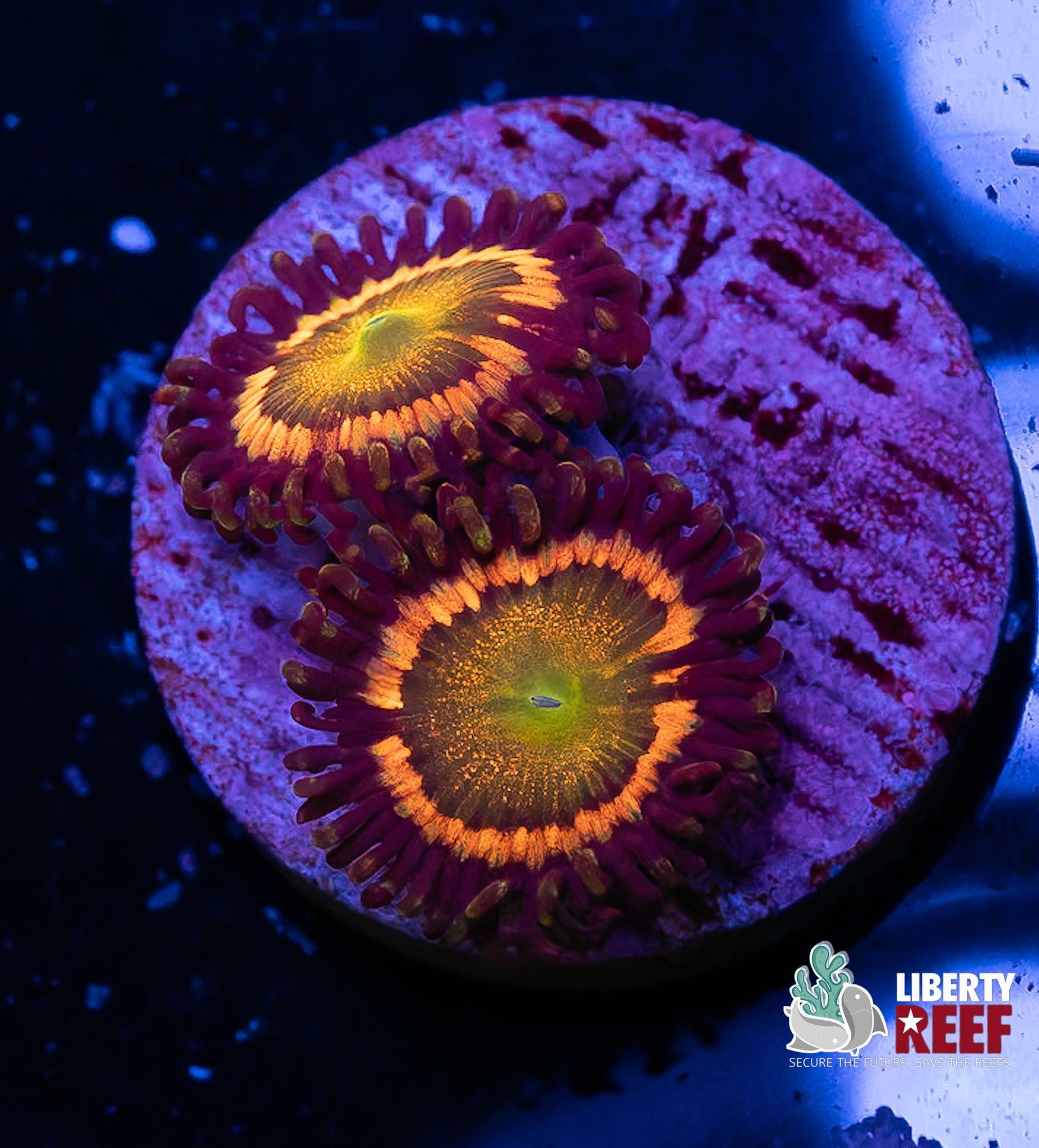 Sunny D Zoas