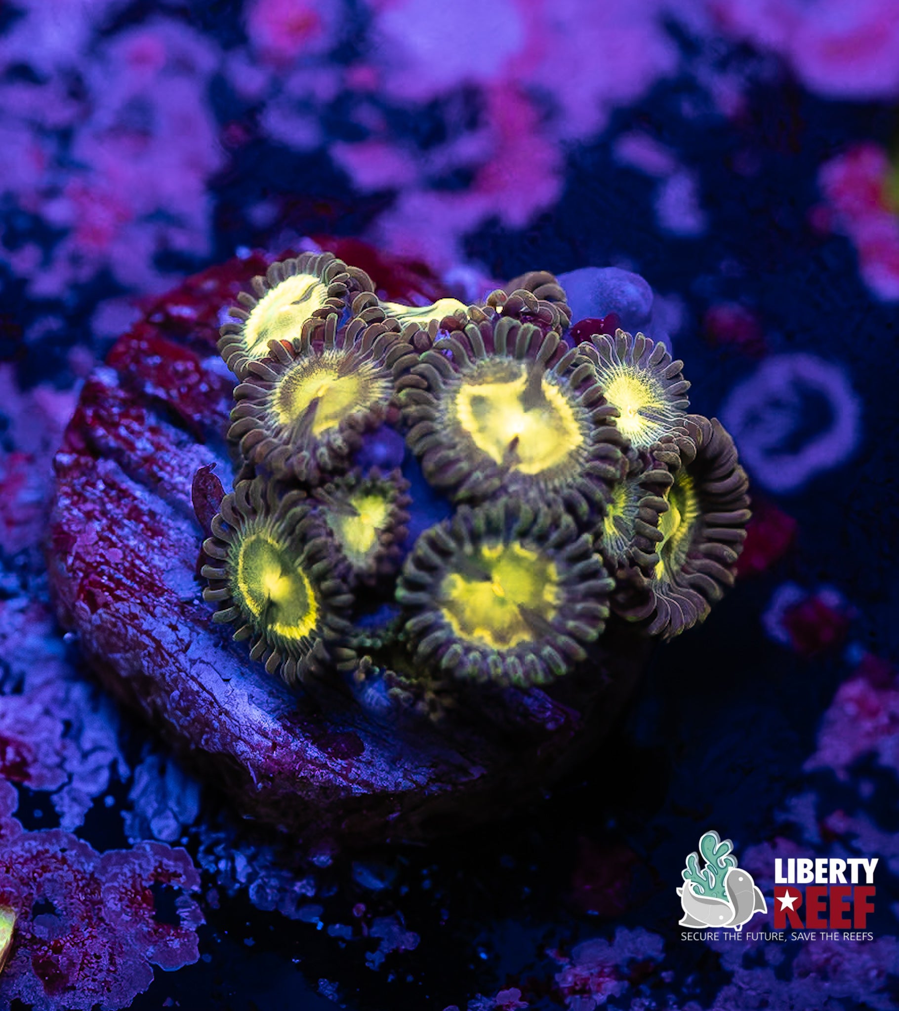 Cheesehead Zoas