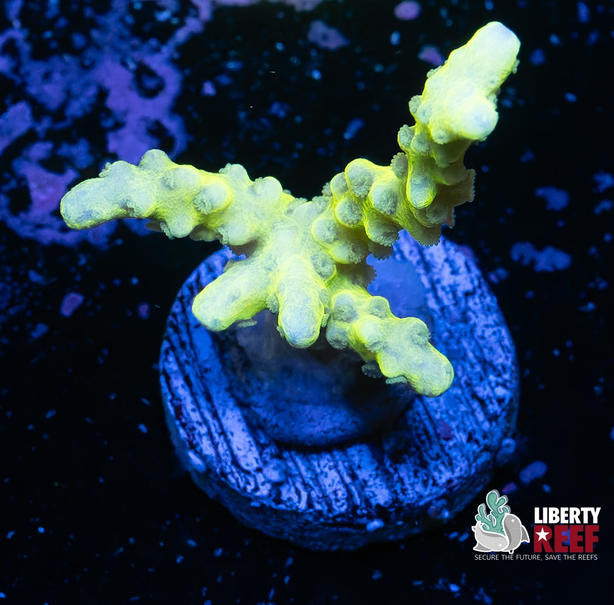 Green Goblin Anacropora