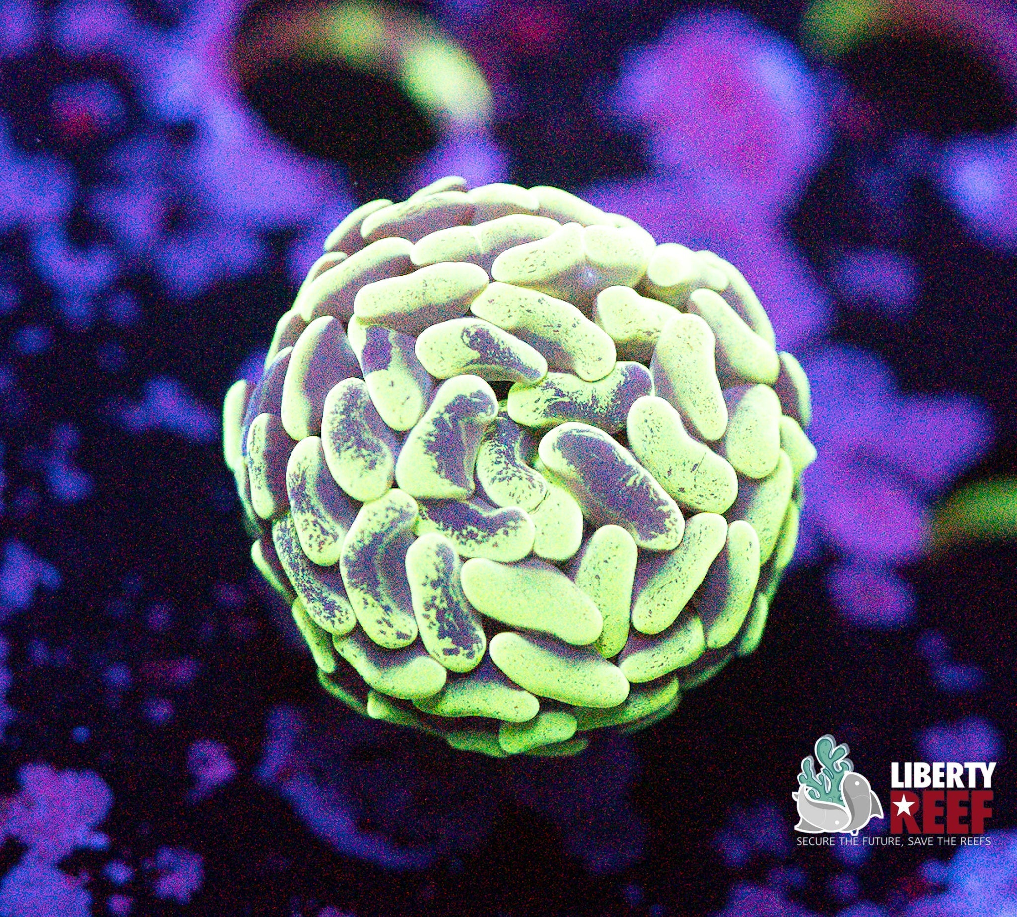 Liberty Reef Auction