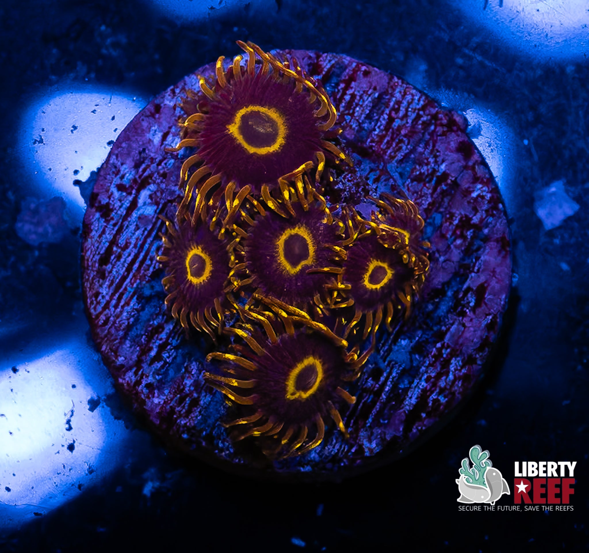 Yellow Hornet Zoas