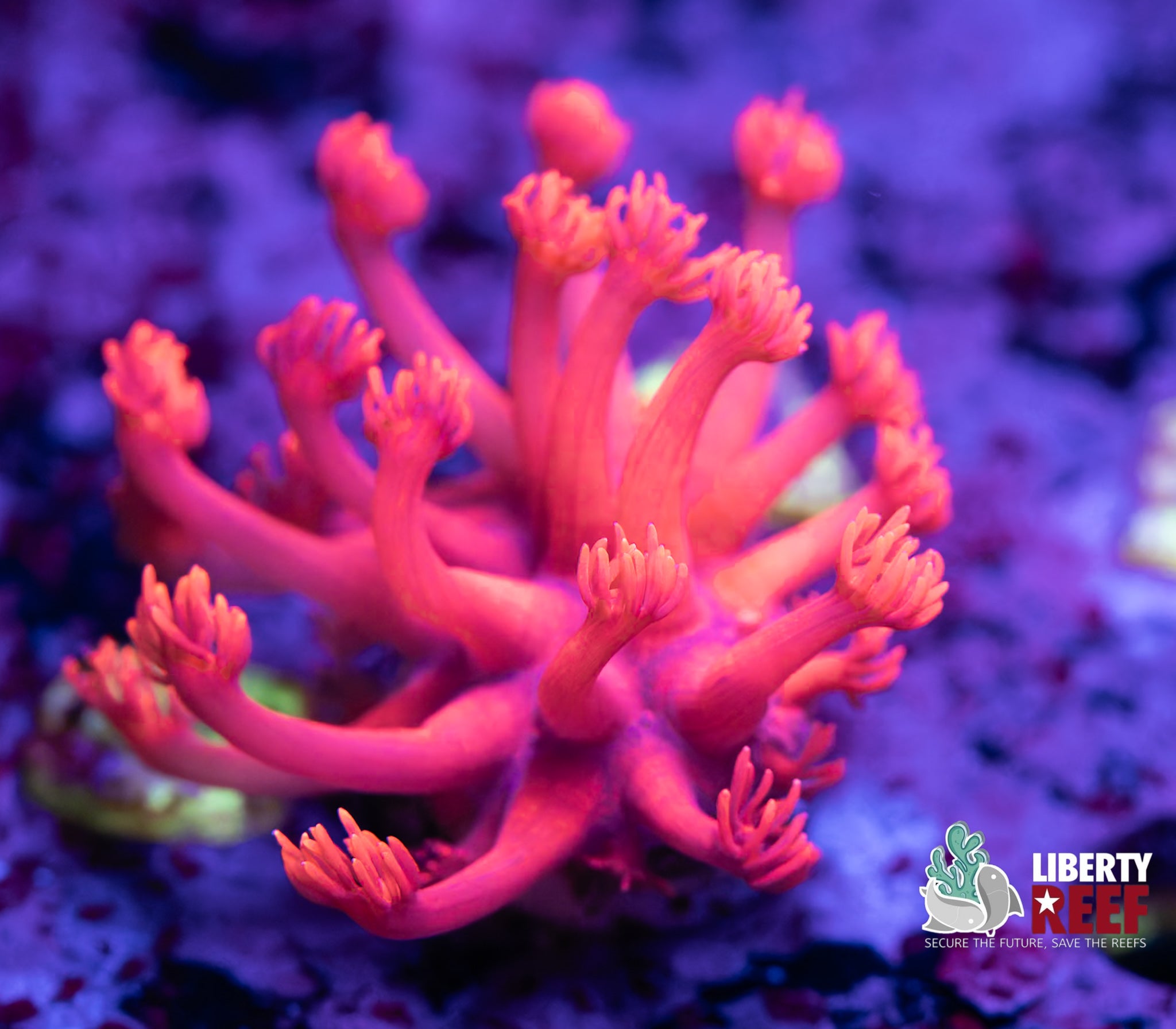 Cherry Bomb Goniopora