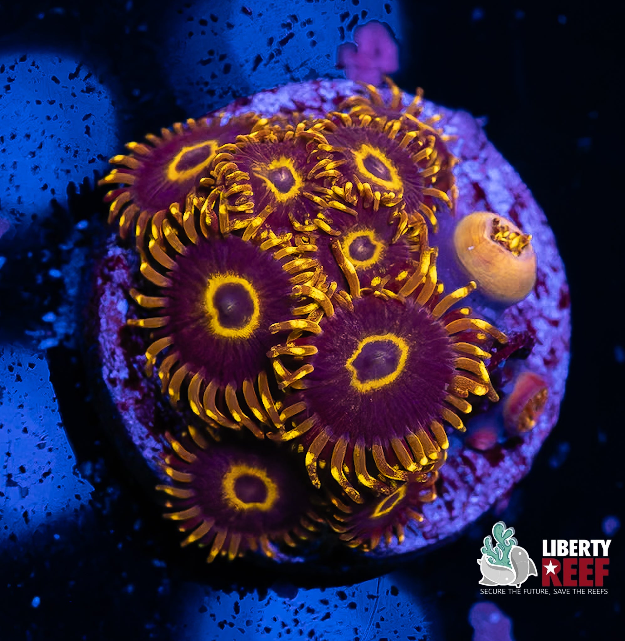 Yellow Hornet Zoas