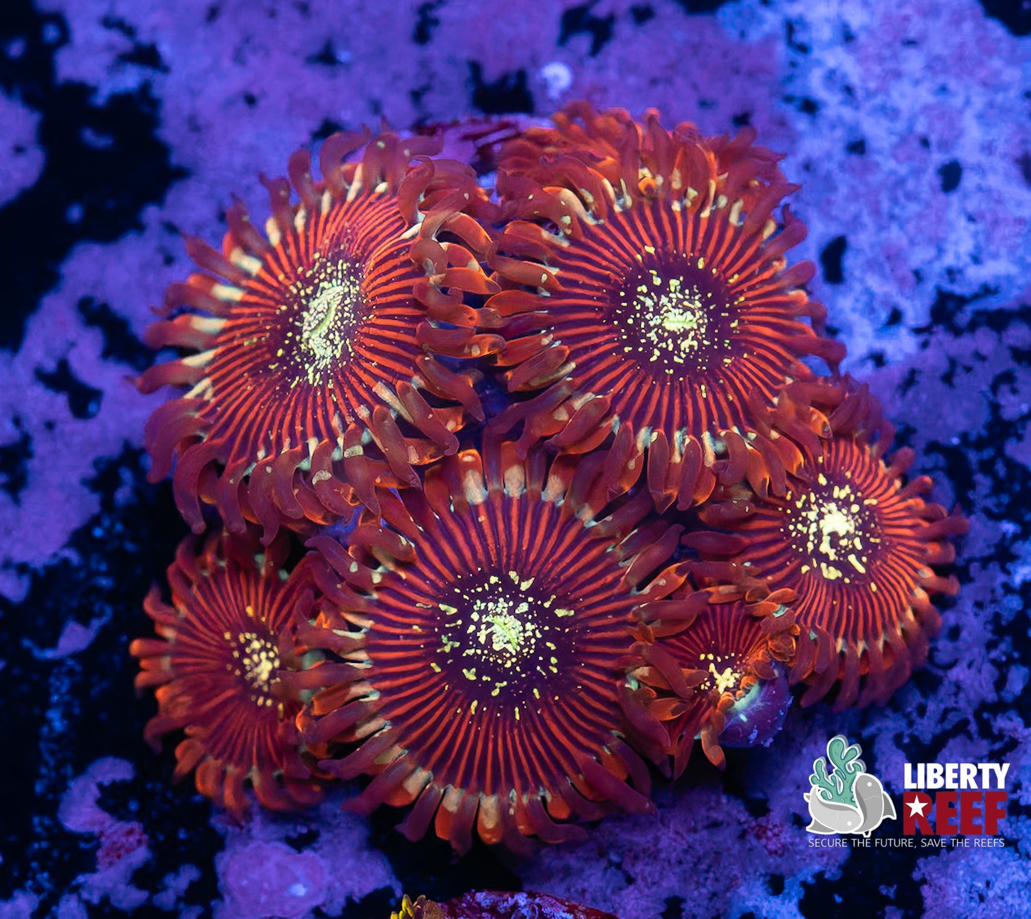 Salted Agave Zoas