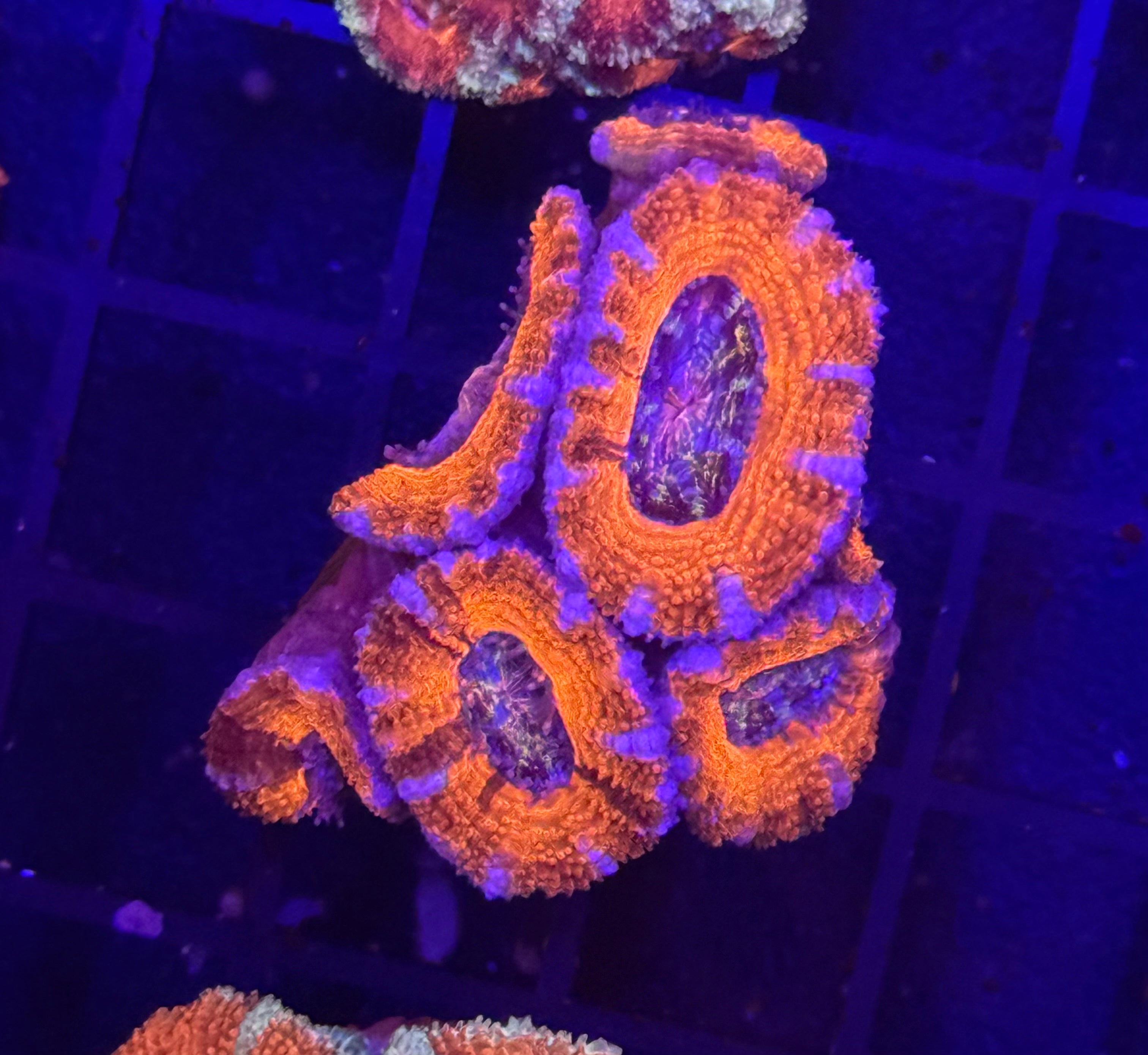 Acan Mini Colony 2 Pack