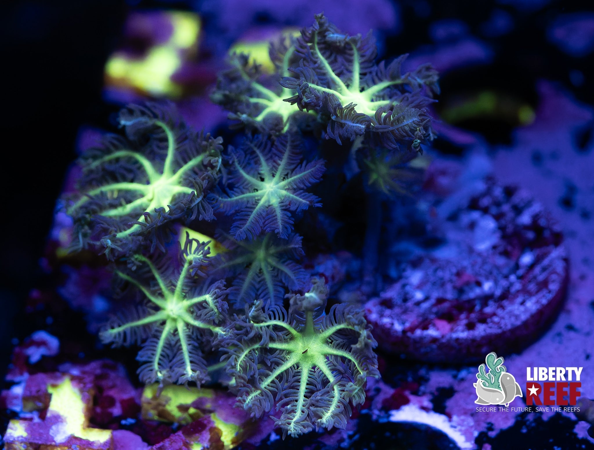 Liberty Reef Auction