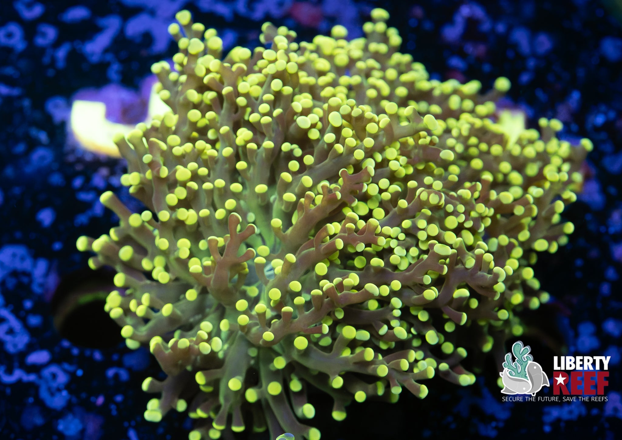 Splitting Lemon Lime Frogspawn
