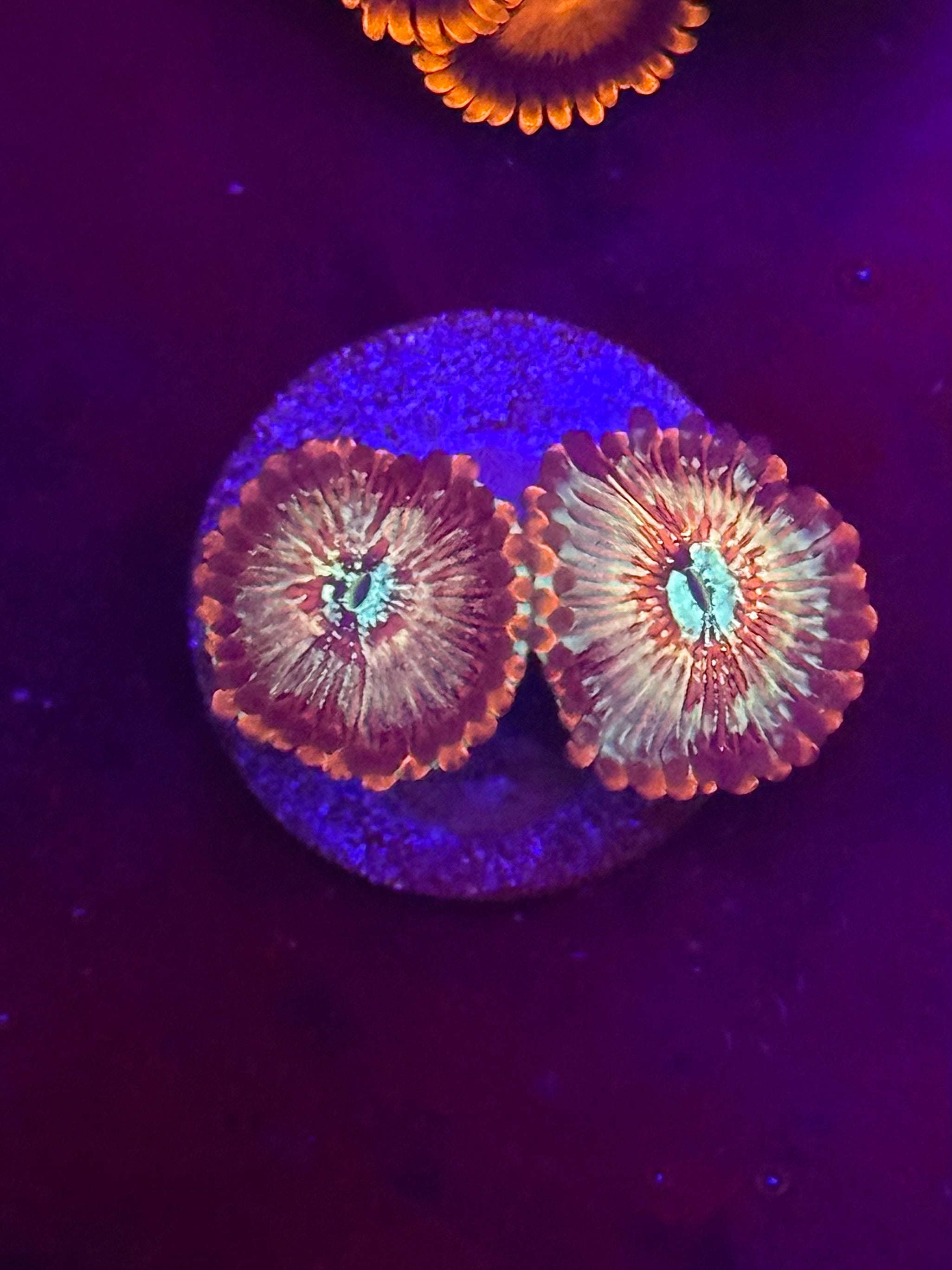 Seduction Zoas