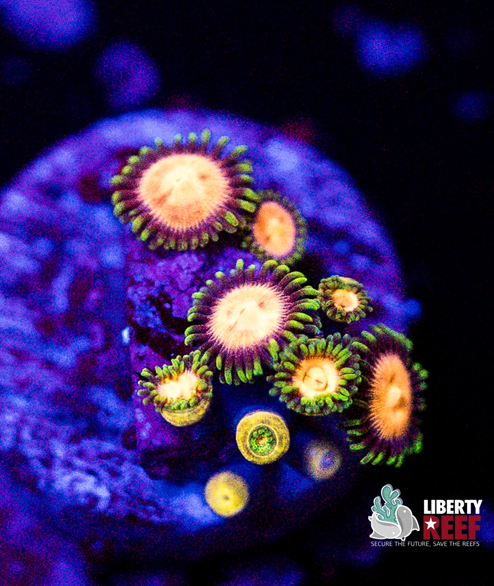 Green Mandarin Zoas